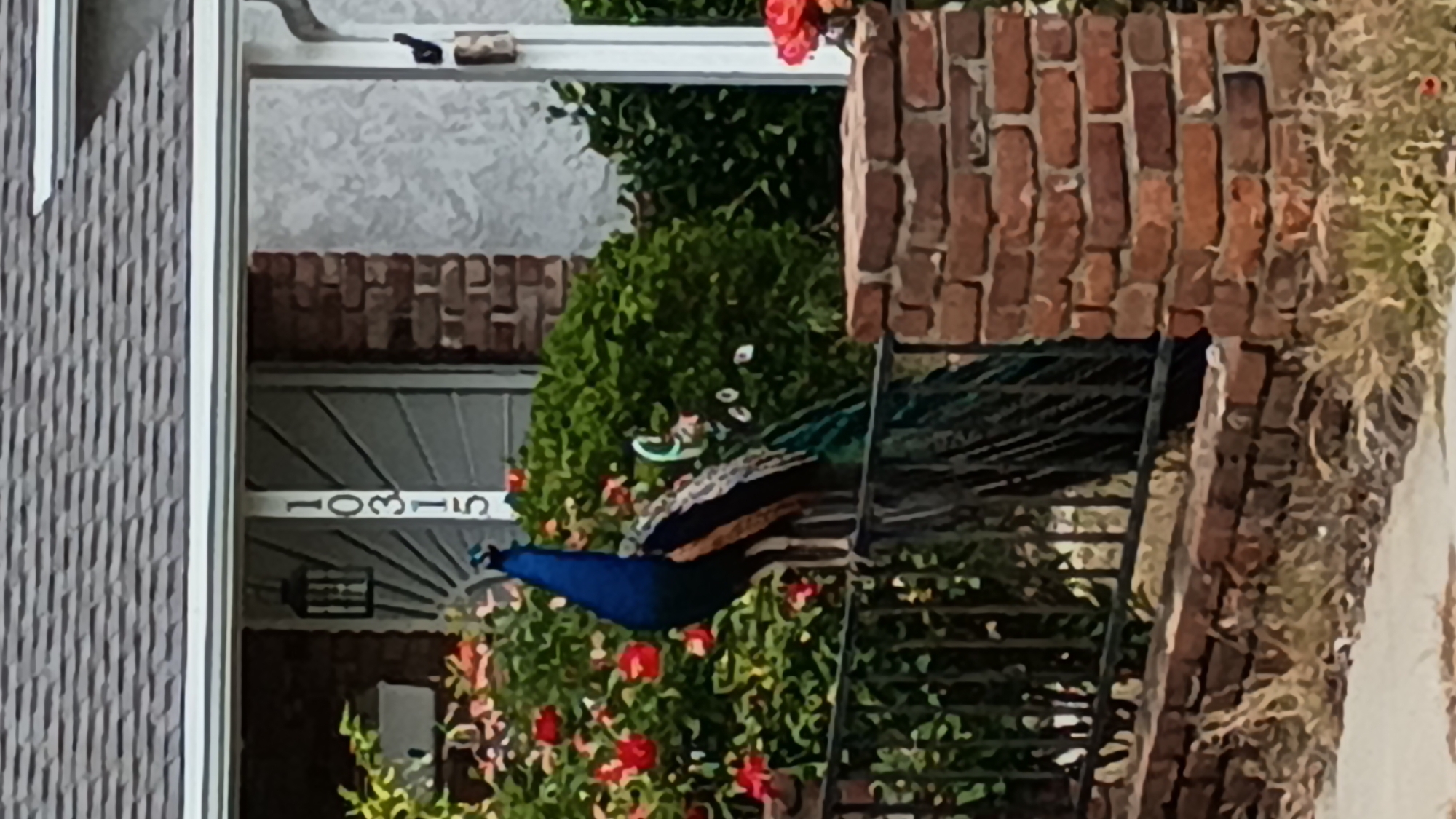 The image shows a peacock perched on a wrought iron fence in front of a building with the address "10315" visible above the doorway. The building appears to be constructed of brick. Green bushes with red flowers are visible around the peacock and fence. The location appears to be residential, potentially in a neighborhood of Los Angeles.