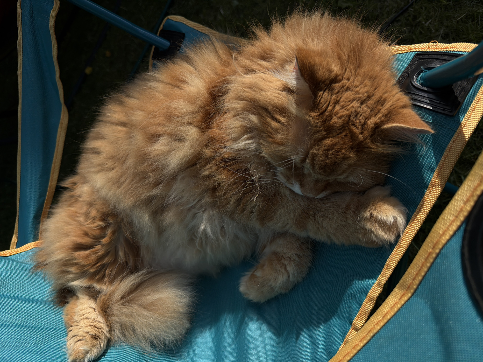 An orange tabby cat is sleeping on a teal camping chair in a grassy outdoor area. The cat's head is tucked into its body, and its fur is long and fluffy. Sunlight is casting shadows across the scene. The location is described as Peniki, Russia.