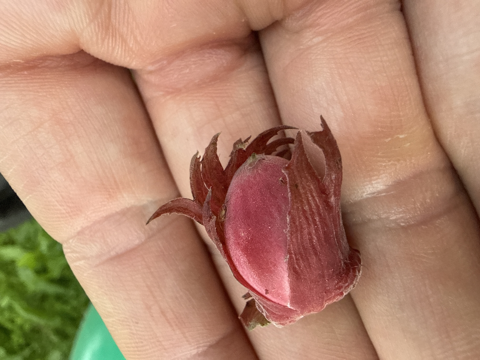 A close-up shot shows a person's hand holding a small, unopened reddish-pink flower bud. The hand is gently cupped, and the skin reveals natural creases and textures. The flower bud is the primary focus, with its sepals partially open, revealing the delicate petals within. The outer sepals are a darker, more muted red and have a slightly rough texture, while the inner part of the bud is a brighter, smoother pink. The background is softly blurred, with hints of green foliage and a glimpse of a green object, possibly a bucket or container, suggesting an outdoor setting. The lighting appears natural, indicating it could be daytime. No text is visible in the image. The scene evokes a sense of care and attention towards nature, possibly someone examining or collecting a plant in a garden or natural environment.