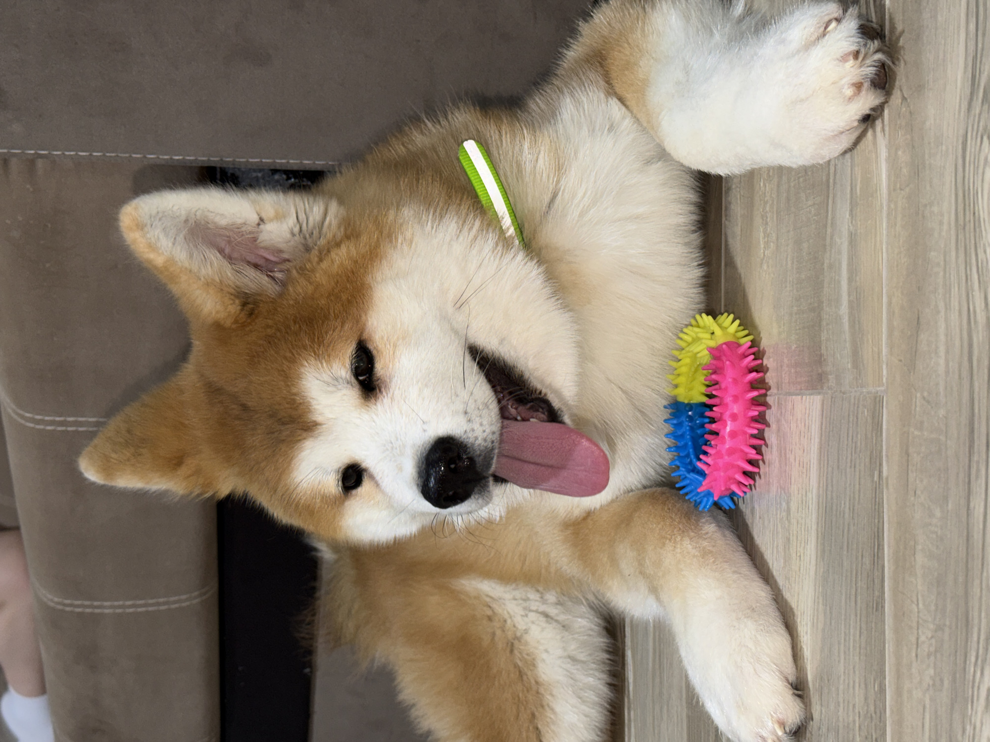 A close-up, angled shot shows an Akita dog lying on its back on a light-colored wooden-look floor. The dog has a predominantly white and tan coat. Its pink tongue is lolling out of its mouth. A green and white striped collar is around its neck, and a pink, blue, and yellow spiky toy is near one of its paws. Part of a tan-colored couch is visible in the top left corner of the image. The photo was taken in the city of Chaikovsky, Russia.