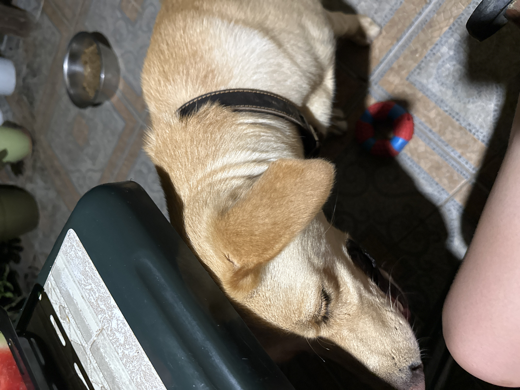 The image depicts a close-up of a light brown dog with a black collar. The dog is looking down and slightly to the left, with its head partially obscured by a dark green surface. In the background, a silver bowl of kibble is visible on a tiled floor. A red and blue toy is also on the floor near the dog's hind legs. The scene appears to be outdoors or in an area with an outdoor feel, possibly a patio or backyard. The overall lighting suggests it is either dusk or dawn, or an area with artificial lighting. There is no visible indication of the specific location within the city of Sochi, Russia.