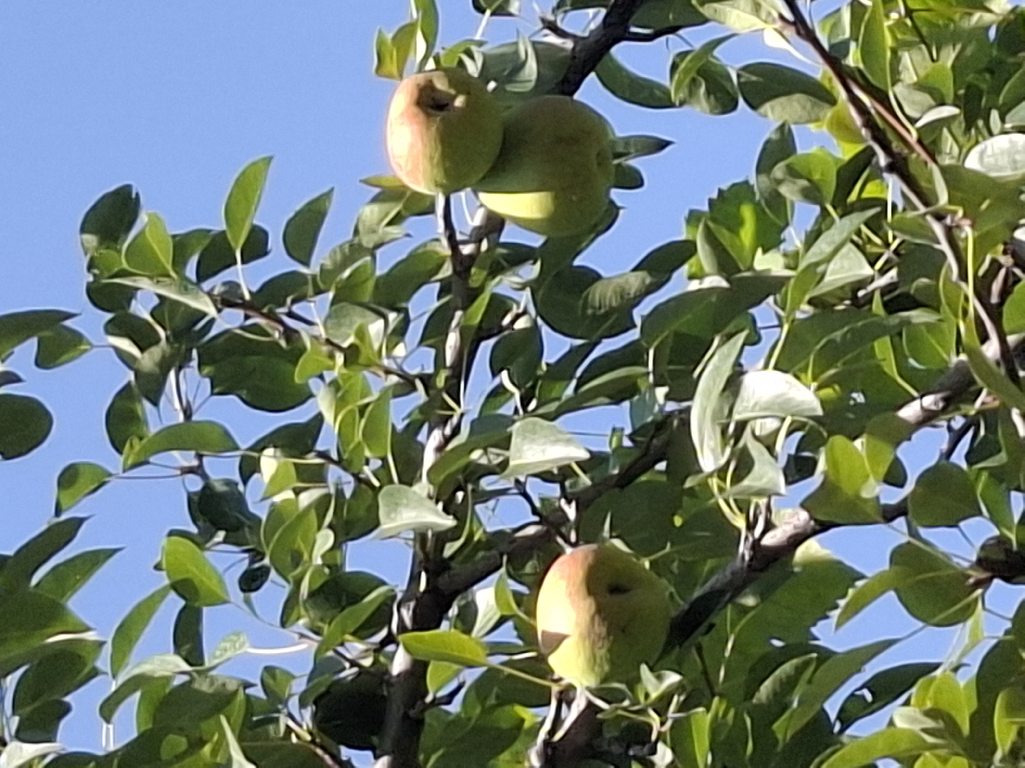 A low-angle medium shot captures a pear tree laden with fruit, set against a clear blue sky. Three pears are visible: one in the foreground left, another in the mid-ground right, and a third partially obscured behind it. The pears are a mix of green and reddish-pink hues, some exhibiting slight blemishes. Lush green leaves and dark branches create a dense canopy, with sunlight dappling through, highlighting textures and casting shadows. The scene is natural and appears to be outdoors, likely in a garden or orchard. No people or human activity are depicted. The image's resolution is moderate, with some softness in the details, particularly at the edges. The color palette is dominated by greens and blues. The image is taken on a sunny day.