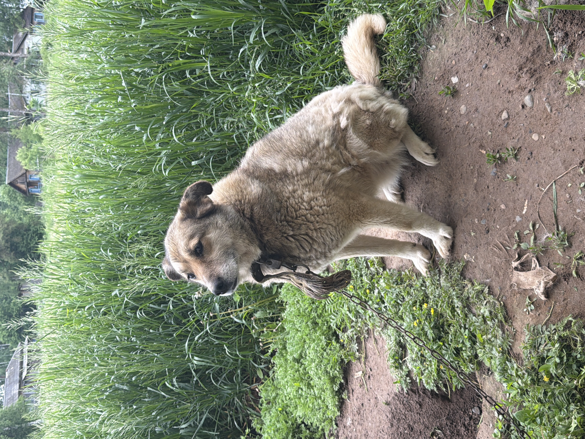 This image, captured in Marakushi, Russia, features a medium-sized dog in an outdoor, rural environment. The dog has light brown and beige fur, with slightly darker patches around its face and ears. It is wearing a dark collar with a thick, rope-like attachment that connects to a metal chain visible on the ground. The dog is positioned towards the center-right of the frame, looking left with an attentive and somewhat curious expression.

The setting appears to be a transitional area between dense vegetation and a dirt path or clearing. To the left and in the background, there is a large expanse of tall, vibrant green grass or reeds, which appears wet, suggesting either morning dew or recent rain. Small yellow flowers are intermittently visible within this green foliage. Behind the tall grass, glimpses of small, rustic wooden houses with distinctive blue window frames can be seen, partially obscured by trees, indicating a village or residential area.

The foreground and the area to the dog's right consist of dry, brown earth with scattered small rocks and sparse weeds. The metal chain from the dog's collar extends across this dirt ground. The lighting is natural and diffused, suggesting daytime. No people or visible text are present in the image.