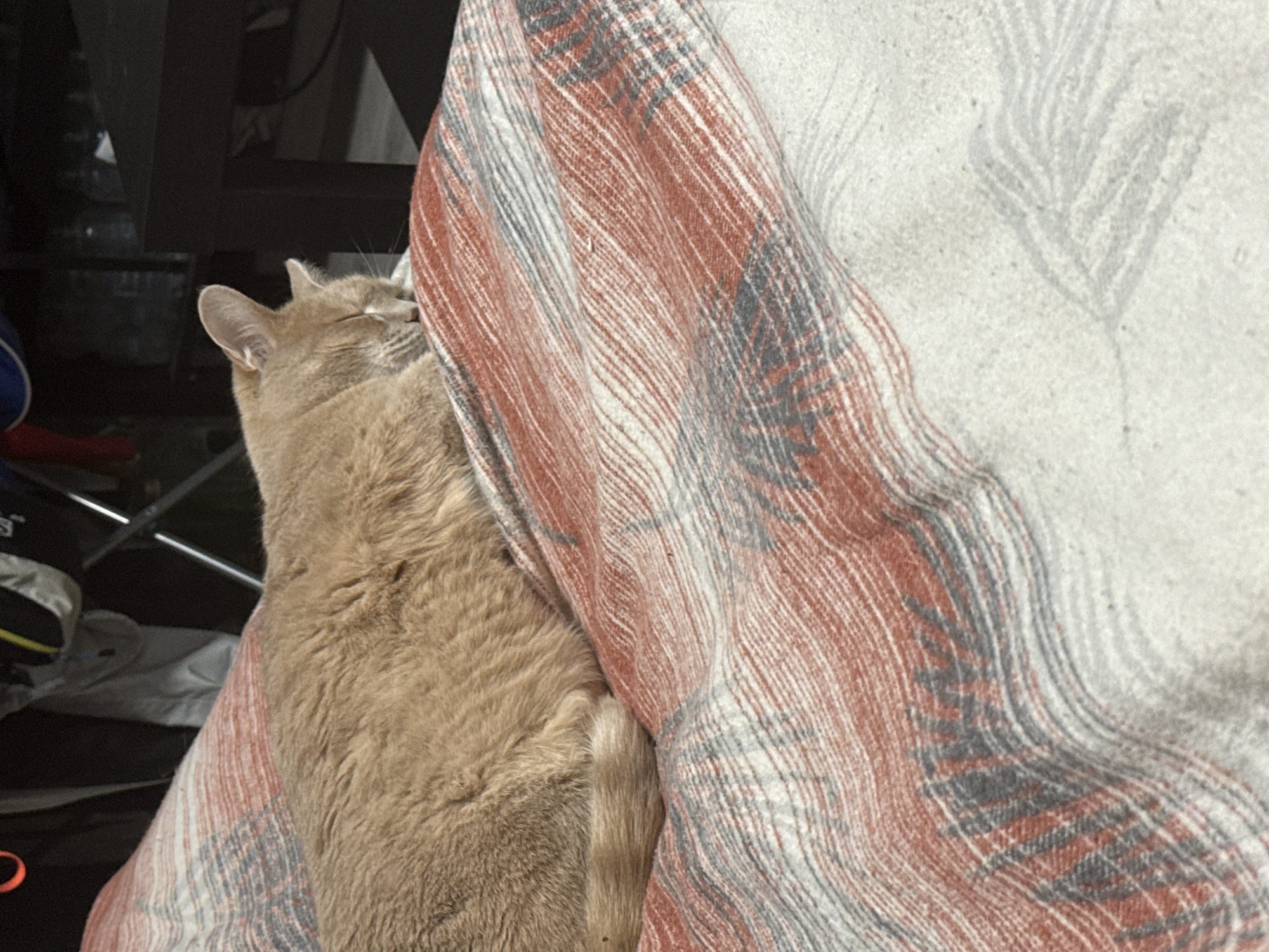 A tan cat is nestled against a folded blanket with a red, gray, and white plaid pattern. The cat's eyes are closed, and its body is relaxed. The background is somewhat cluttered with what appears to be furniture and other items. No information is available to support the image being related to the city of Chaikovsky, Russia.