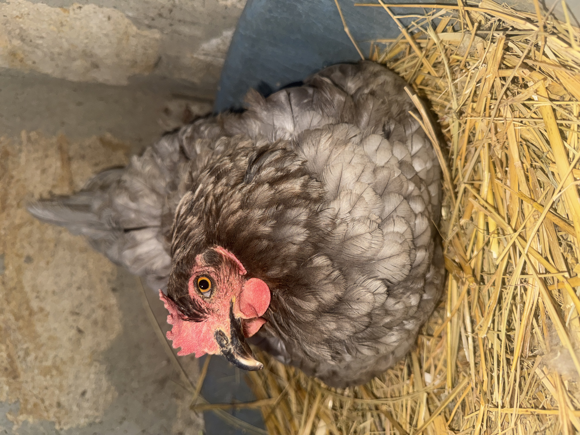 A medium shot captures a grey hen sitting in a nest of straw. The hen is facing left with its head turned towards the camera. Its comb and wattles are a bright red, and its eyes are a striking yellow-orange. The hen's feathers are a mix of grey and brown, with a subtle iridescence. The nest is made of dry straw and is situated in a blue plastic bin. The background consists of rough, concrete walls, suggesting an indoor setting such as a coop or barn. The lighting is dim, creating a somewhat shadowy atmosphere. The image is devoid of human presence, focusing solely on the hen and its immediate surroundings. No specific location in Shcherbanka, Ukraine can be determined from the visual information provided.