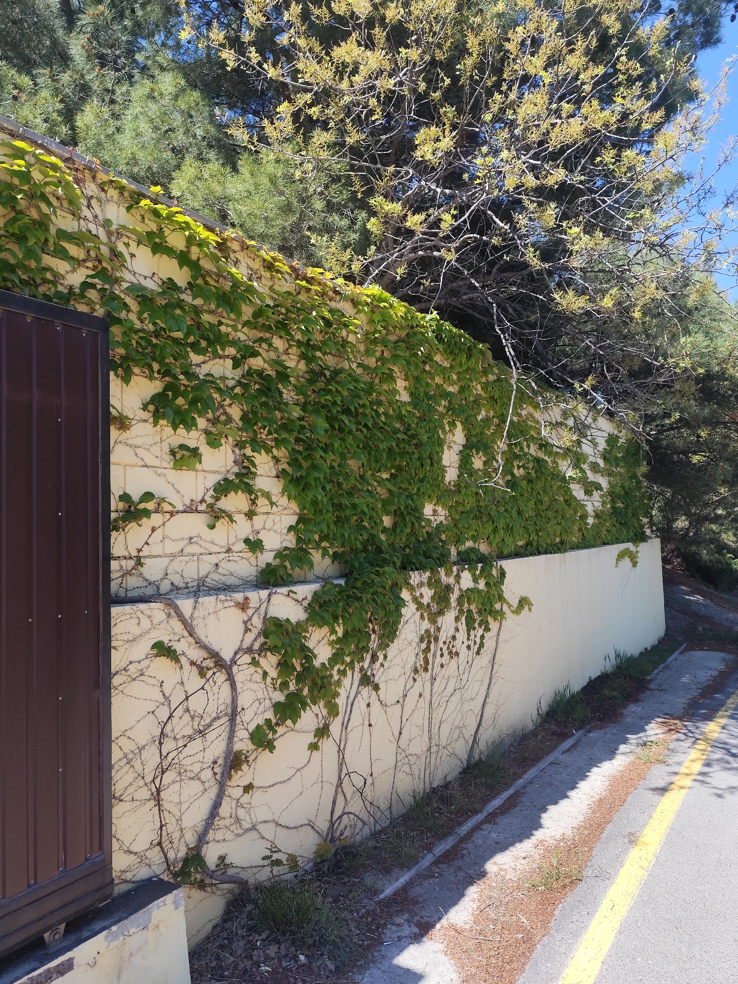 The image shows a tan-colored concrete block wall covered with ivy along a street. A brown metal gate is attached to the wall on the left. The ivy covers the upper portion of the wall. Some bare vines trail down the lower section of the wall. The street runs parallel to the wall with a yellow line marking the edge. Some grass and debris are along the base of the wall. Trees are seen behind and to the side of the wall. The sky is visible in the upper right corner.