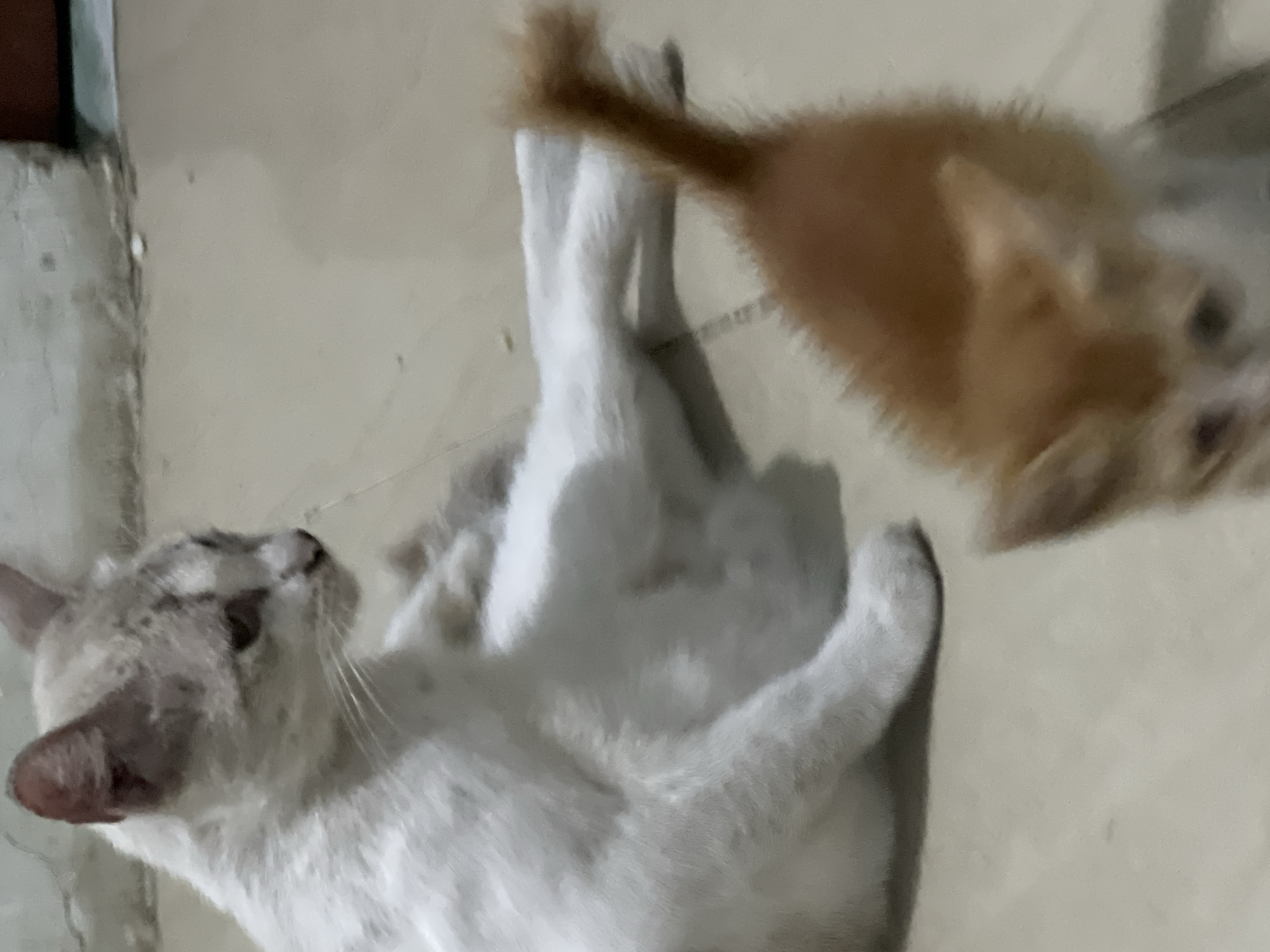 A white cat with light grey markings is lying down on a tiled floor. To the right of the white cat and in the foreground, a small ginger kitten is partially visible, facing away from the camera. The environment appears to be indoors, possibly a home in Klapanunggal, Indonesia, with a wall visible in the background. The lighting is dim, and the image quality is blurry.
