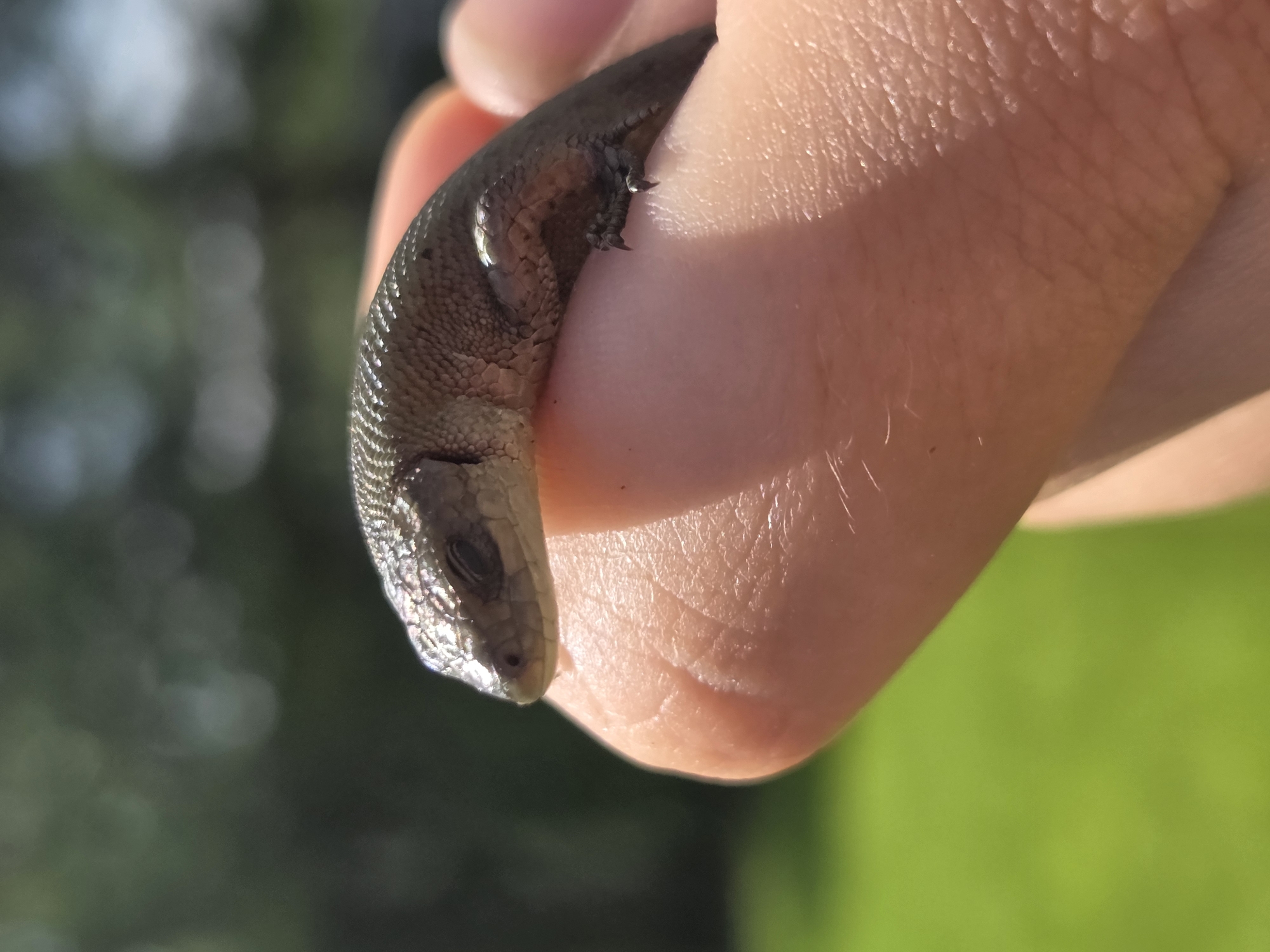 A close-up, eye-level, outdoor shot captures a small, brown lizard resting on a person's fingertip. The lizard's head is facing left, with its eyes closed. Its scales are visible, and its tiny claws are gripping the skin. The background is blurred, with hints of green grass and trees. The image was taken in Frolovo, Russia.