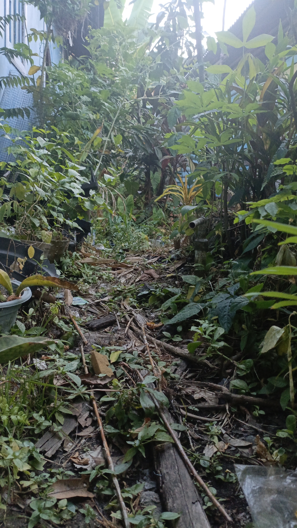 The image depicts an outdoor scene with dense vegetation, appearing to be a backyard or a less-maintained area. The ground is covered with a layer of fallen leaves, twigs, and some debris, suggesting a natural or unkempt environment. Various plants, including leafy shrubs and trees, are visible throughout the frame, creating a somewhat overgrown appearance. In the background, there are hints of structures, possibly a building with a blue wall, and a glimpse of a roof. A grey pipe protrudes from the foliage in the mid-ground, and a plastic water bottle cap is visible in the lower right corner. The lighting suggests it is daytime, with soft light filtering through the leaves. Based on the provided information, this scene is located in Gusunge, Indonesia.