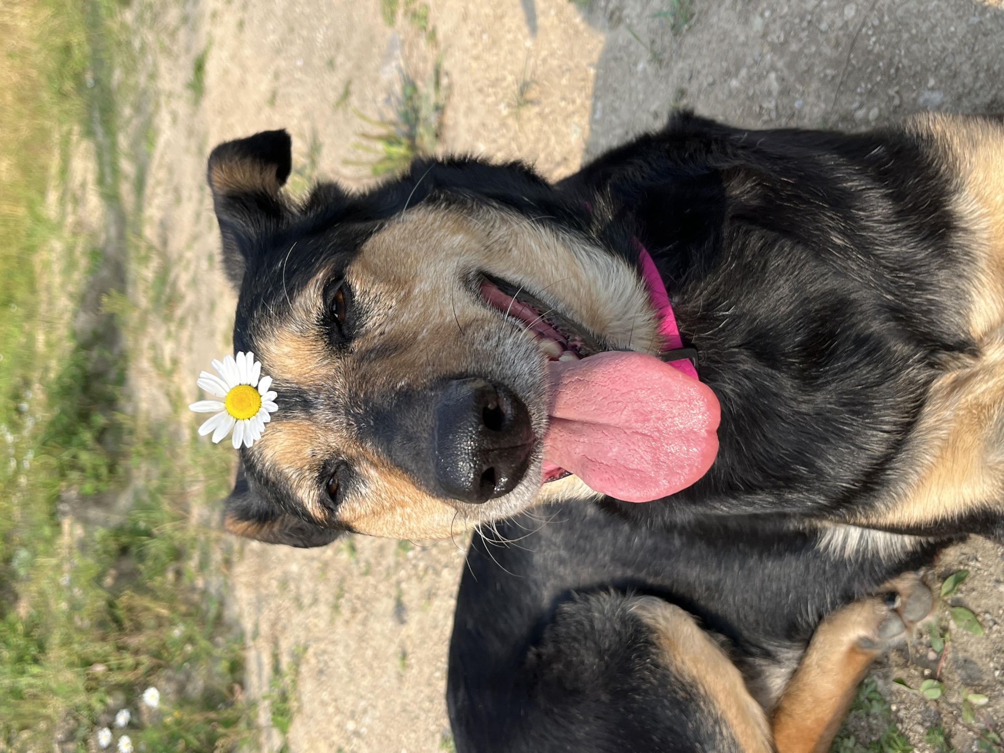 A medium shot of a German Shepherd-mix dog with a daisy on its forehead lies on a dirt path, its tongue hanging out. The dog's fur is black and tan, and it wears a bright pink collar. The background is a blur of dry grass and sand, with some white wildflowers visible in the upper left corner. The lighting suggests it is daytime, with sunlight casting shadows on the ground. The image was taken in Nizhny Tagil, Russia.