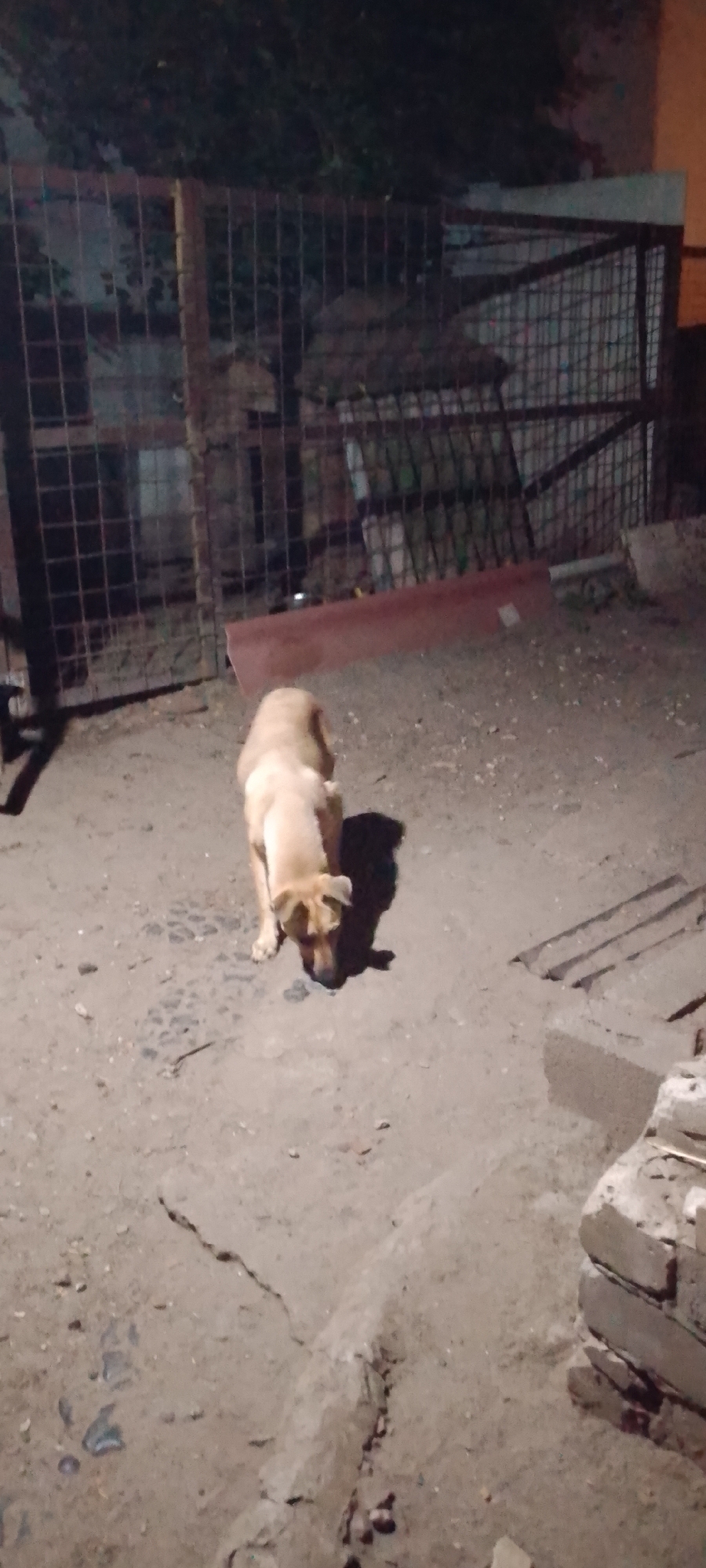 A tan dog is sniffing the ground in an outdoor area at night. The dog is standing on dirt and gravel, with a metal fence and some structures in the background. The overall lighting is dim, suggesting it is evening or night. The scene appears to be in an urban or semi-urban environment, possibly a yard or alleyway.