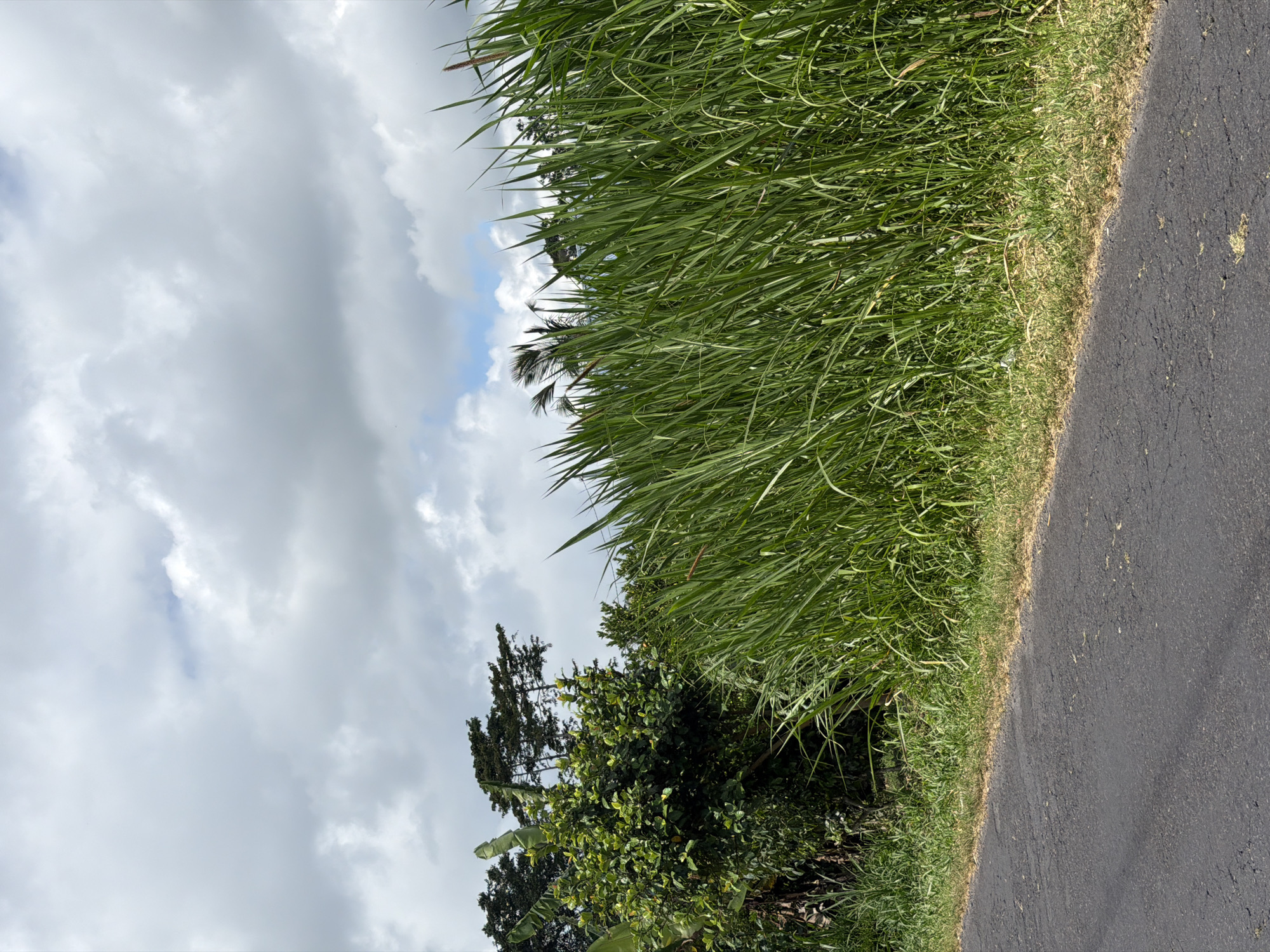 The image depicts a roadside scene in Kintamani, Indonesia, under a cloudy sky. In the foreground, a paved road runs along the bottom left of the frame, with a narrow strip of dry, yellowish-green grass bordering it. To the right of the grass is a dense wall of tall, vibrant green grass, some stalks of which are topped with brown, feathery seed heads. In the background, to the left of the tall grass, are various trees and foliage. A bushy green tree with broad leaves, possibly a fruit tree, is prominent, with banana trees to its left. Further in the background, darker green trees with a more pointed canopy are visible. The sky is filled with large, fluffy grey and white clouds, with patches of blue sky peeking through. The overall impression is of a natural, rural landscape.
