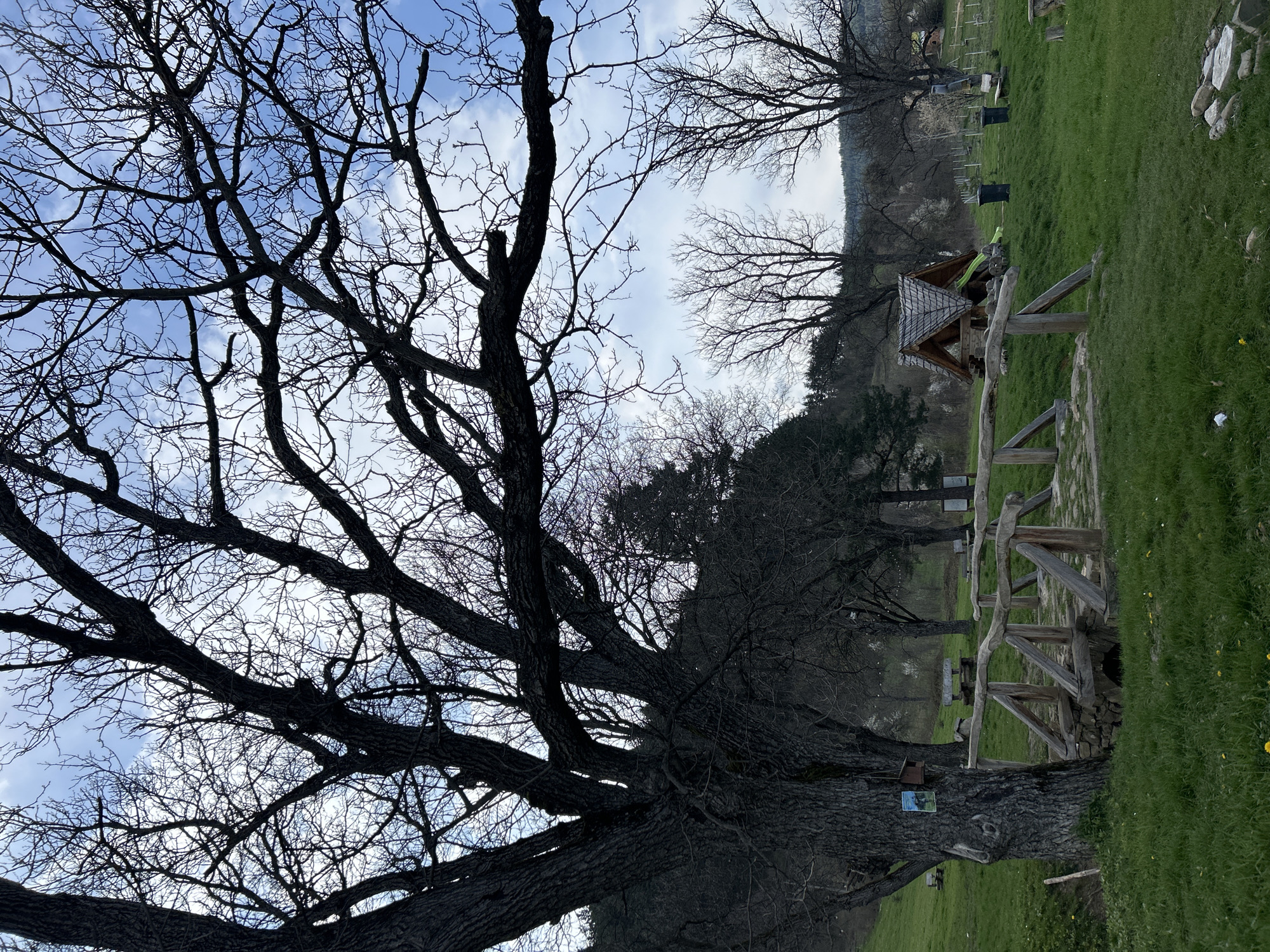 The image shows a park scene in Troyan, Bulgaria. In the foreground, a large, bare tree dominates the left side of the frame. Its thick trunk and branching structure are clearly visible against a partly cloudy sky. To the right, a grassy area slopes upward, leading to a small wooden structure resembling a covered picnic area or gazebo. In the background, more trees and vegetation are visible. The light suggests it is either early morning or late afternoon. The environment appears peaceful and natural.