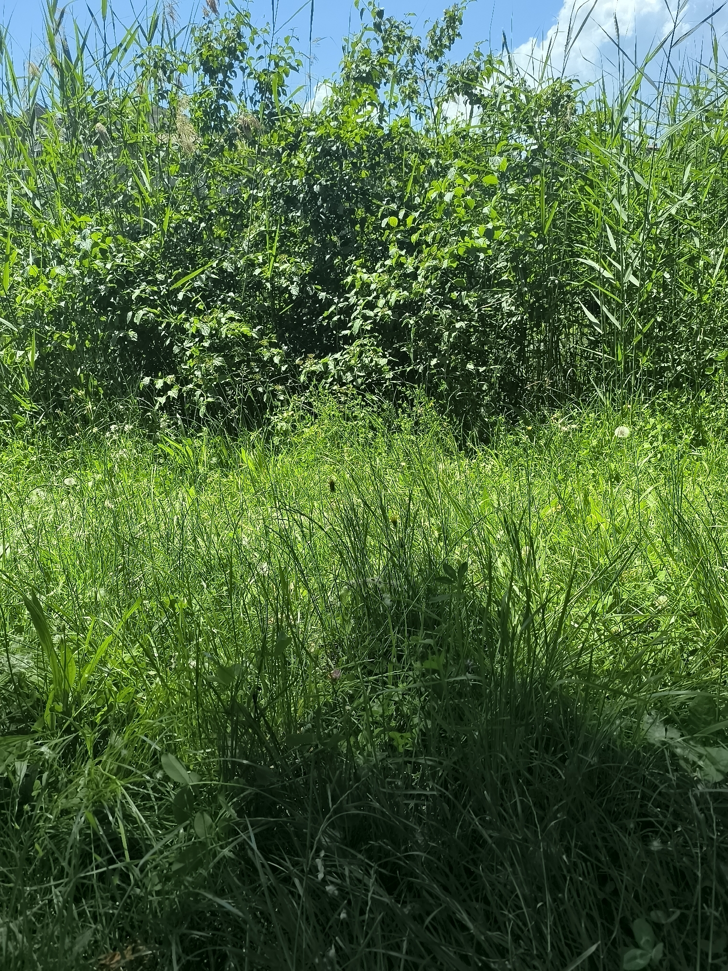 The image depicts a dense, overgrown area, likely a roadside or undeveloped space, in Chézenas, France. The foreground consists of tall, thick grass with some wildflowers interspersed. The background features a wall of dense vegetation, including bushes and taller reeds or grasses, obscuring anything beyond. The sky is visible at the top of the frame, indicating a clear or partly cloudy day. There are no people, animals, or man-made objects (like buildings) directly visible within the scene. The overall impression is one of untamed, verdant growth.