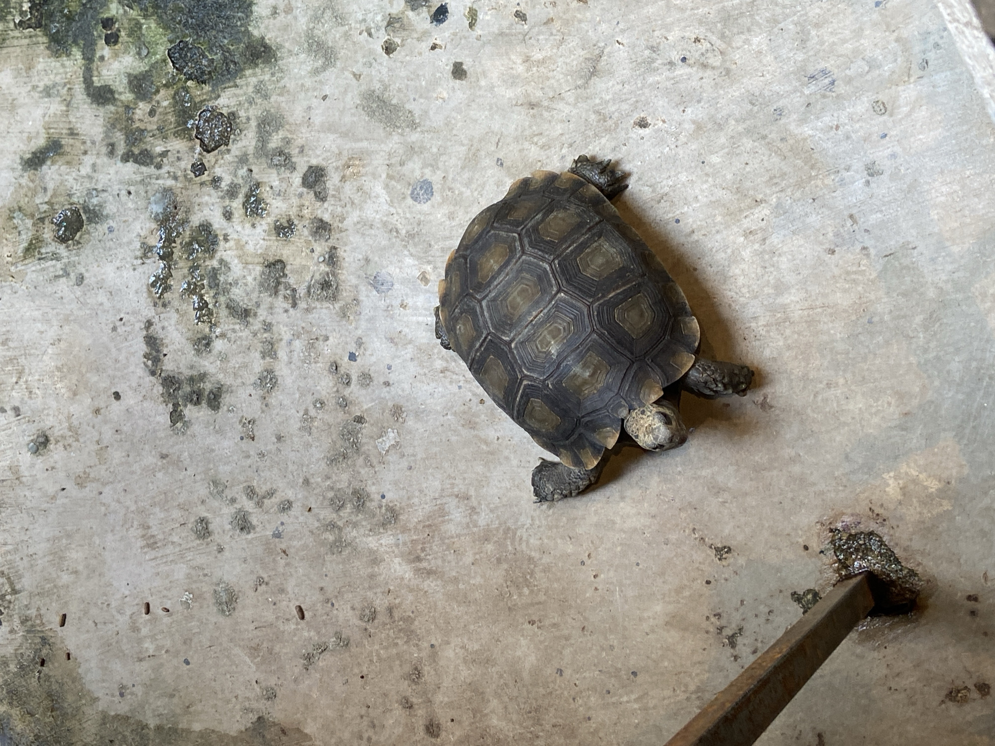 An overhead view shows a tortoise walking on a concrete surface. The tortoise is brown and has a patterned shell. The concrete is stained and appears weathered, with some patches of moss or algae. There is a metal pole on the left side of the image, partially submerged in a small puddle or damp area on the concrete. The overall scene suggests an outdoor, possibly urban or semi-urban, environment. There are no people or other animals visible.