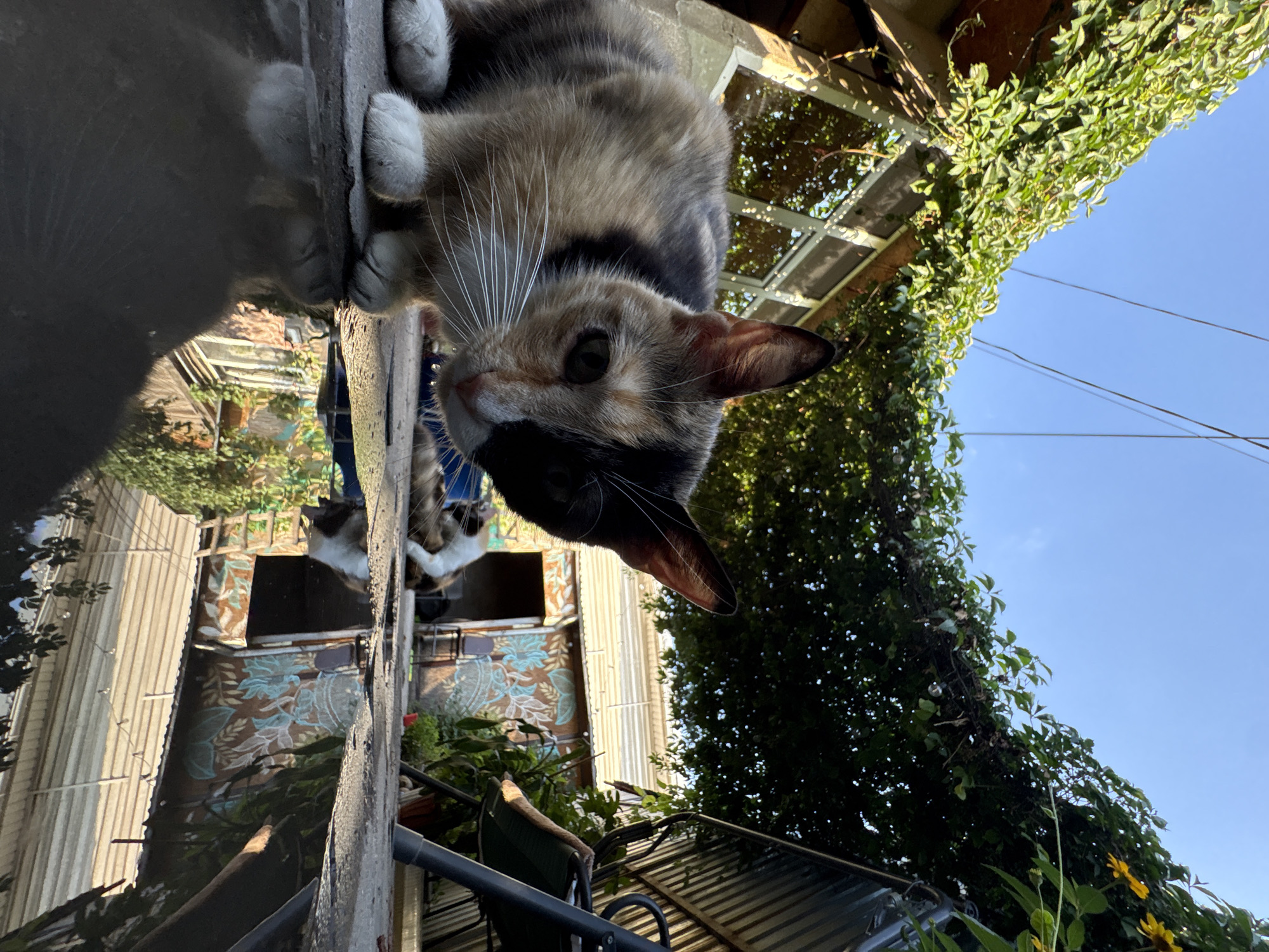 A calico cat with patches of black, orange, and white fur is crouched low on a concrete surface, looking directly at the camera. The cat's face is sharply in focus, with its whiskers extended. In the background, another cat, predominantly white with some brown markings, is lying down. The setting appears to be a courtyard, with a building featuring painted murals in the mid-ground. A metal chair and a swing set are visible to the right, and dense green foliage covers an overhead structure. A puddle of water reflects the surrounding environment. The scene is illuminated by bright daylight, with a clear blue sky visible above the foliage. The presence of a swing set and the architectural style of the building suggest a residential area, possibly a dacha or a private home. The style of the murals on the building might indicate a local artistic trend or the personal taste of the residents. The overall impression is one of a serene, outdoor domestic space.