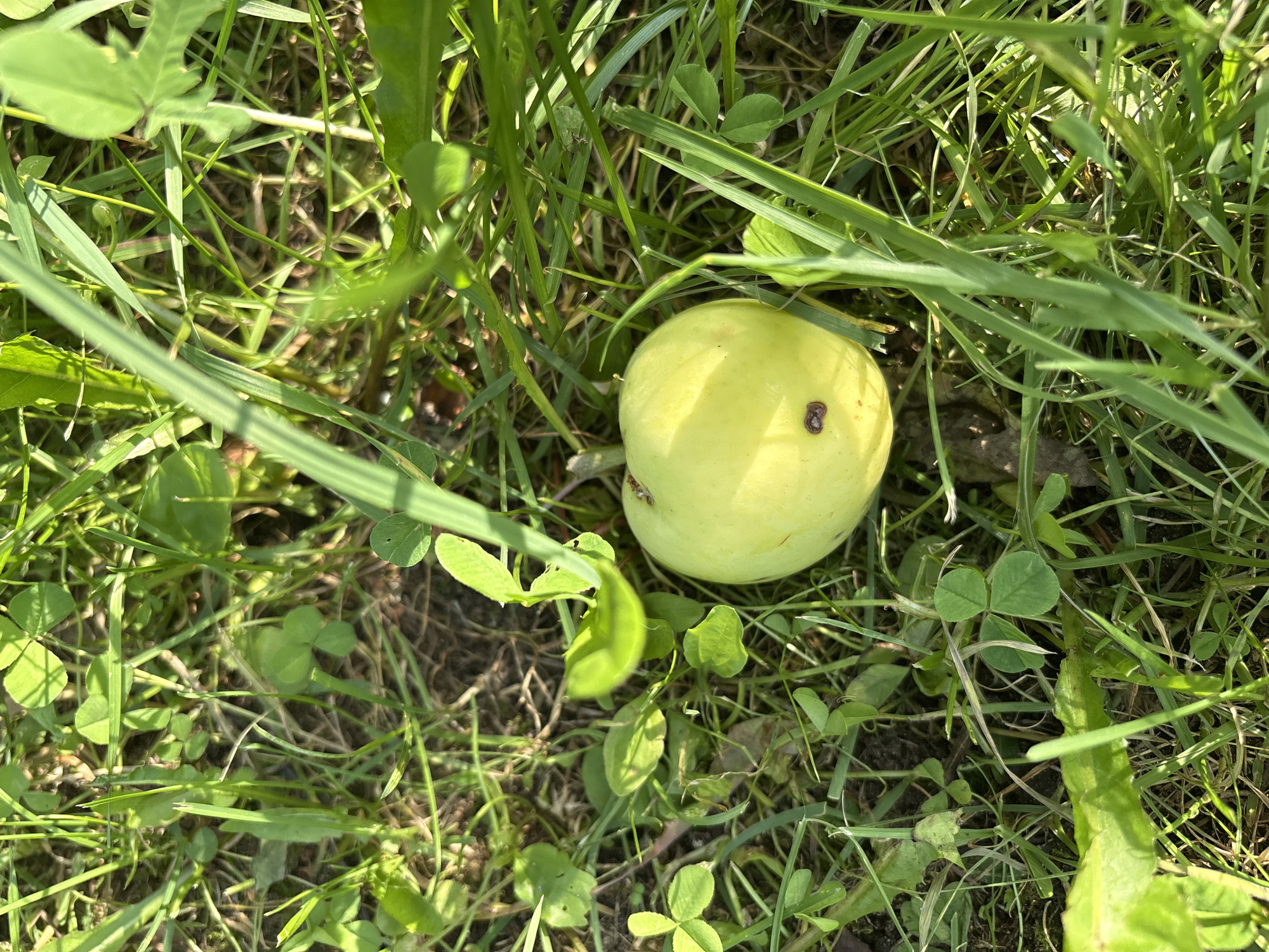 An overhead shot shows a single, pale yellow apple lying on its side in the grass. The apple has a small, dark brown blemish on its visible surface. Surrounding the apple is a patch of green grass with scattered clover leaves and other small plants. The lighting suggests it is daytime, with sunlight casting shadows on the ground. The scene is located in a natural outdoor setting.