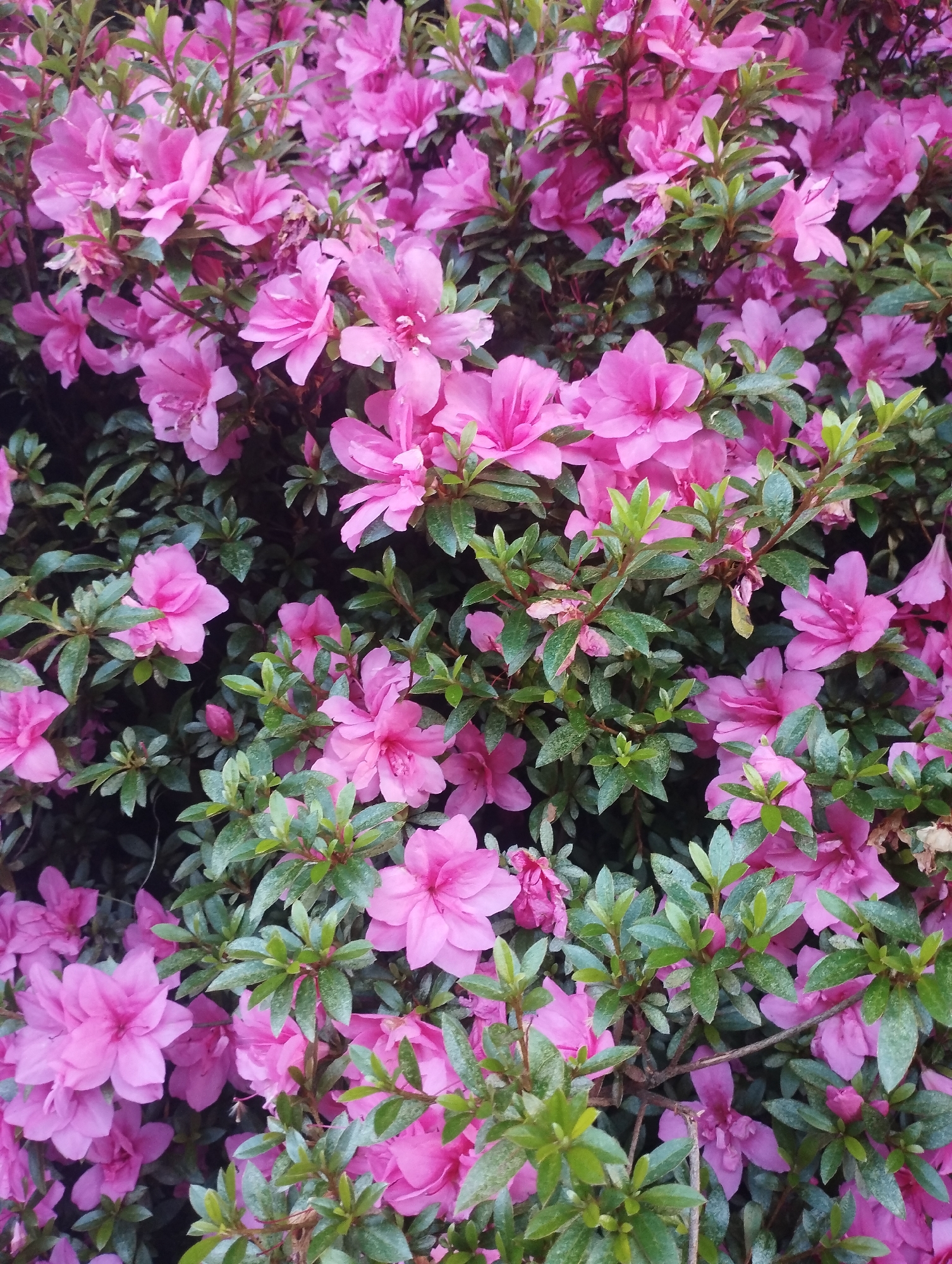 This is a close-up, slightly overhead, eye-level, full-frame, static shot of a dense azalea bush in full bloom. The flowers are a vibrant, saturated pink and have delicate, ruffled petals. Many of the flowers are fully open, while some are still in bud or partially bloomed. The leaves are a deep green and appear somewhat glossy, suggesting they might be wet. The background is filled with more flowers and foliage, creating a rich tapestry of color and texture. There are no people, animals, or man-made objects visible in the image. The setting appears to be a garden or natural landscape, with no specific urban features identifiable, making it impossible to ascertain a location within Lugano, Switzerland, or any other city.
