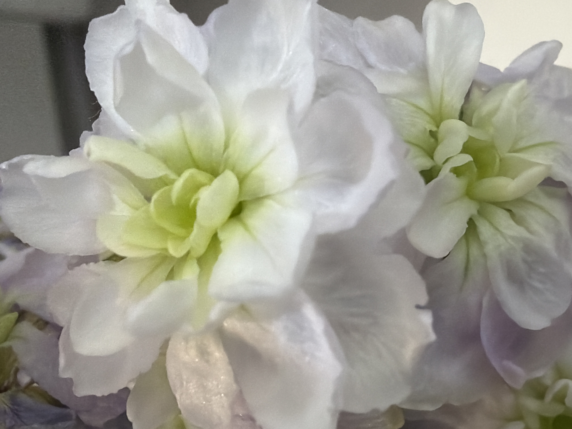 The image presents a close-up, macro-style photograph of delicate flowers, primarily showcasing two prominent blooms with additional blossoms softly blurred in the background. The main subjects are multi-petaled flowers, characterized by a dominant palette of white and a striking pale lime green.
Each flower features numerous soft, ruffled petals. The outer layers are predominantly pristine white or a very light off-white, exhibiting a subtle translucency that hints at their delicate texture. Moving towards the center of each bloom, the petals transition to a vibrant yet soft yellowish-green or lime green, creating a focal point and adding a fresh, lively element to the composition. The intricate layering of these central green petals gives the flowers a lush, full appearance. Hints of light lavender or pale purple hues are subtly visible among the background petals and in the lower sections of the image, suggesting either a subtle color variation within the same flower type or the presence of different, complementary blossoms.
The texture of the petals appears soft and supple, with gentle curves and natural undulations. Microscopic details, such as very fine, hair-like structures, are barely discernible along some petal edges upon closer inspection, underscoring the natural intricacy of the blooms.
The photograph employs a shallow depth of field, ensuring the foreground flowers are in sharp focus while the background elements are softly blurred, effectively isolating the main subjects. The lighting is soft, diffused, and even, illuminating the petals without creating harsh shadows and enhancing their three-dimensional form. There is no specific activity or event taking place; the image is a still-life study of floral beauty. No discernible time of day, weather conditions, or specific location cues are present, and there is no visible text. The overall impression is one of purity, serenity, and natural elegance.