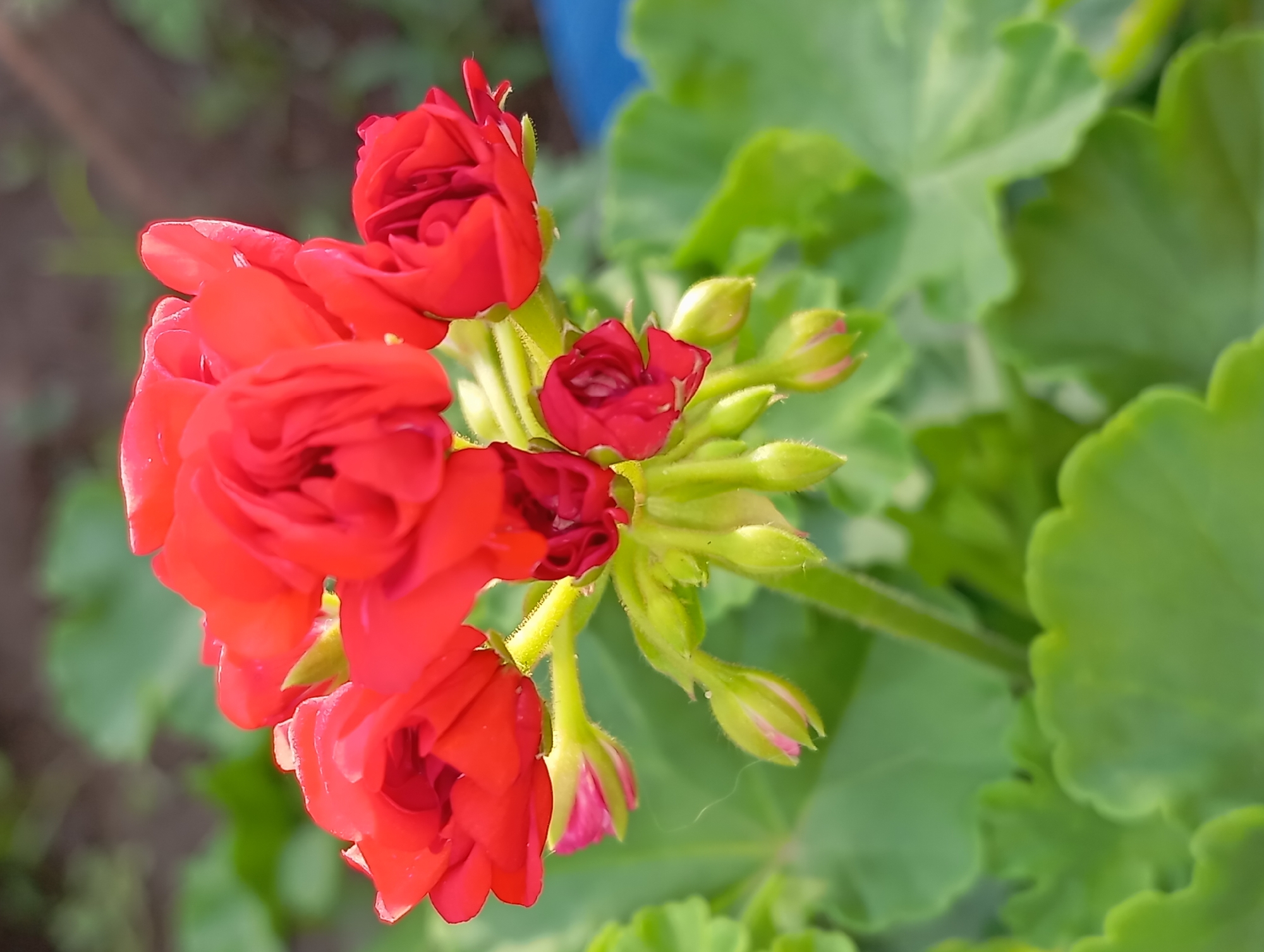 A close-up, eye-level, vertical shot shows a cluster of vibrant red geranium flowers in bloom, interspersed with several unopened green buds. The flowers are tightly packed, with layers of delicate petals creating a ruffled appearance. They are supported by fuzzy green stems. Lush green geranium leaves form the backdrop, some in sharp focus and others blurred. The background is softly out of focus, showing patches of dark soil and a hint of green foliage, suggesting an outdoor garden setting. The lighting is natural, creating soft shadows and highlighting the texture of the petals and leaves. No people or other objects are visible in the frame. The image is located in Qobda, Kazakhstan.