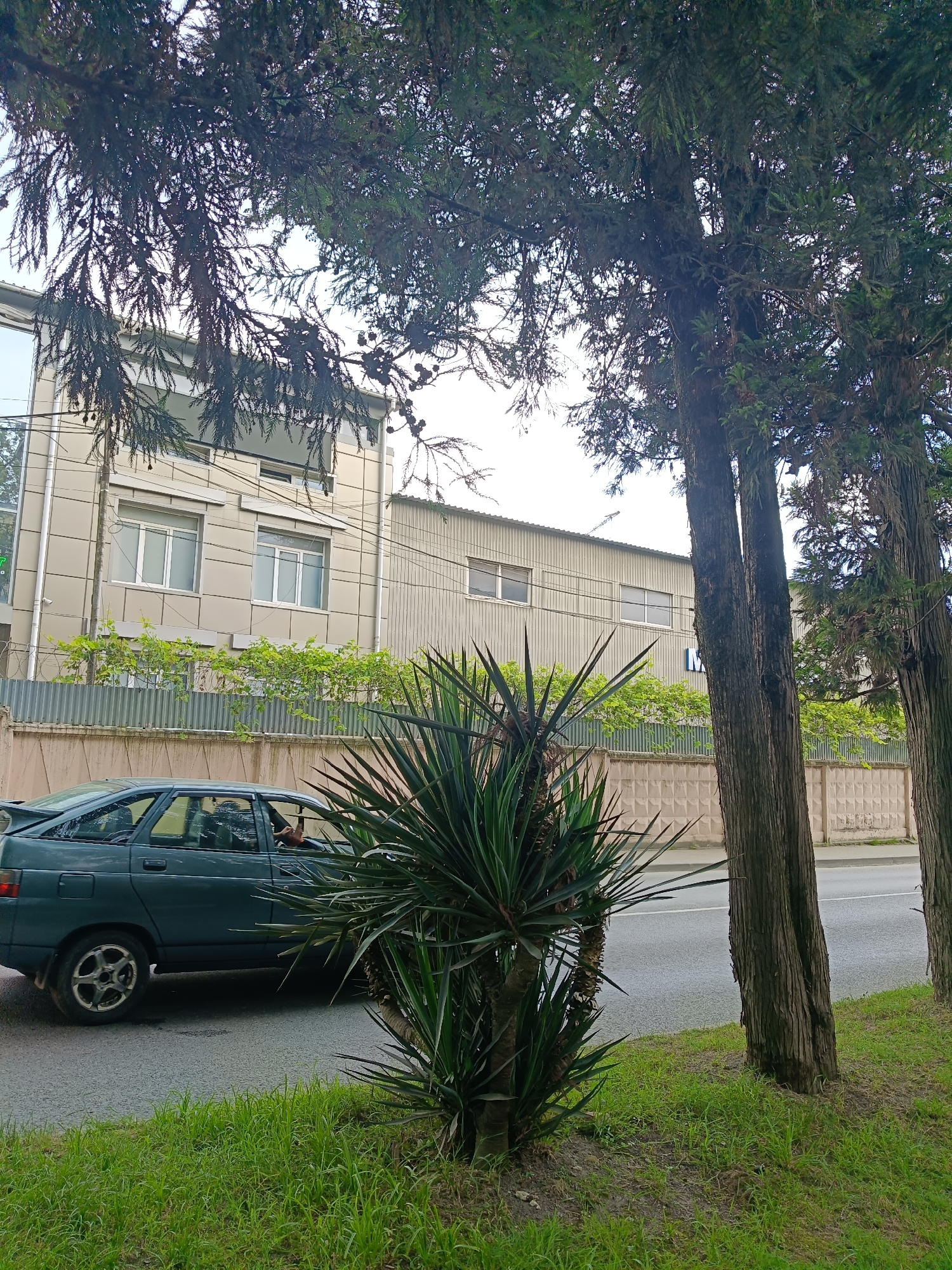 The image shows a street scene in Sochi, Russia. A dark green hatchback car is driving on the asphalt road. The car has a spoiler on the back and its windows are tinted. A person can be seen driving the car. In the foreground, there is lush green grass and a spiky, tropical-looking plant. Behind the plant, a concrete fence with a decorative pattern runs along the side of the road, topped with barbed wire. Beyond the fence, there are two buildings. The building on the left is a lighter color and has several windows with white frames. The building on the right is a light tan color with horizontal paneling and several rectangular windows. Green vines are growing along the top of the fence in front of the buildings. Several tall trees with rough bark stand on the right side of the image, partially obscuring the view of the buildings and the sky. The sky is overcast, suggesting it might be a cloudy or rainy day. The overall scene appears to be an urban or suburban environment, possibly industrial or commercial given the appearance of the buildings. There is a faint blue "M" visible on the right-hand building.
