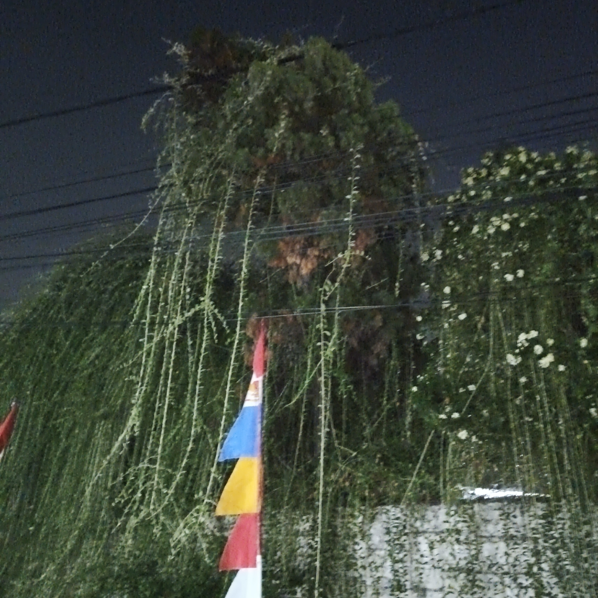 The image shows a nighttime scene in South Jakarta, Indonesia, featuring dense green foliage, likely from trees and vines, against a dark sky. Several power lines are visible running horizontally across the upper portion of the frame.
In the mid-ground, a cluster of colorful pennant flags hangs, displaying red, yellow, and blue sections. The flags appear to be made of fabric and are strung together. To the right of the flags, the foliage is interspersed with small white flowers.
The overall impression is of a lush, possibly overgrown, environment illuminated by artificial light, creating a somewhat muted and grainy effect due to the low light conditions. The background is dark, suggesting it is either nighttime or a very shaded area.