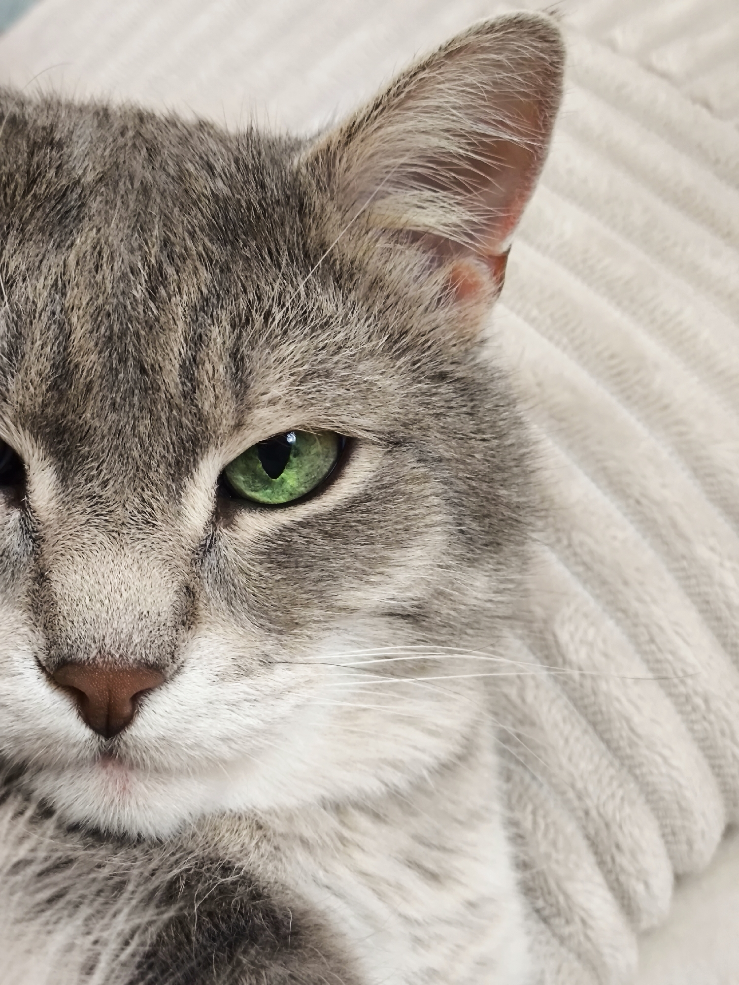 A close-up, cropped portrait shows the left side of a gray tabby cat's face, focusing on its left eye and nose. The cat's fur is a mix of gray and black stripes. Its left eye is a vibrant green with a slit pupil, reflecting light. The cat's nose is a light brown color. Long, white whiskers extend from its muzzle. The background is a textured, light-colored surface, possibly a blanket or upholstery, with a ribbed pattern. The lighting is soft, creating gentle shadows on the cat's face. The image is sharp and detailed, highlighting the texture of the fur and the cat's features.