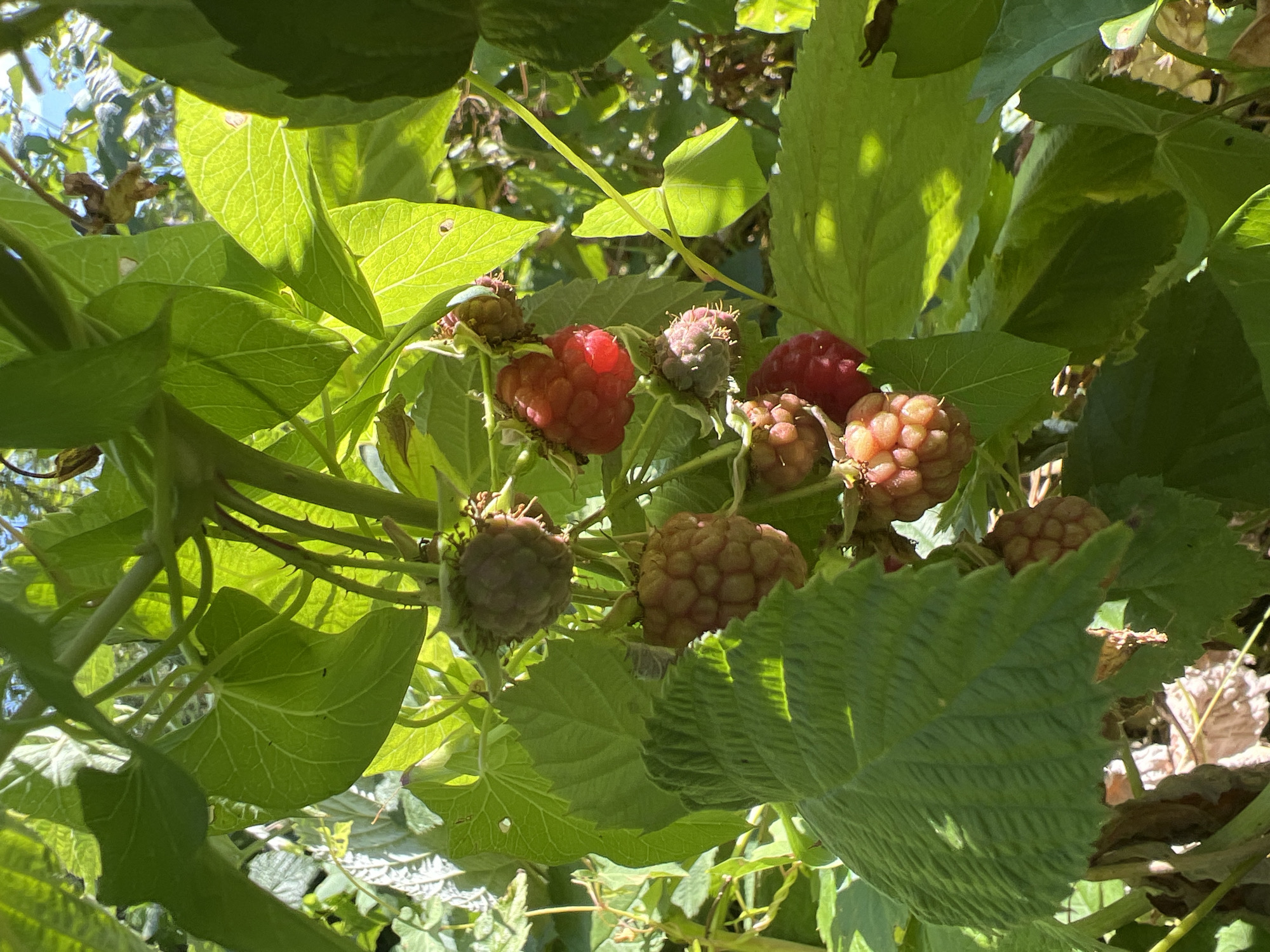 The image shows a close-up view of a raspberry bush with several ripe and unripe raspberries. The raspberries vary in color from deep red to a lighter pinkish-orange, and some are still green and immature. The berries are clustered on thin stems, surrounded by lush green leaves. Sunlight filters through the leaves, creating dappled light and shadows on the berries and foliage. The background is a blur of more greenery and a hint of blue sky, suggesting an outdoor setting. The overall impression is one of natural growth and fruitfulness. The location of Yaremche, Ukraine, is provided, implying this is a scene from a garden or natural area within that city.