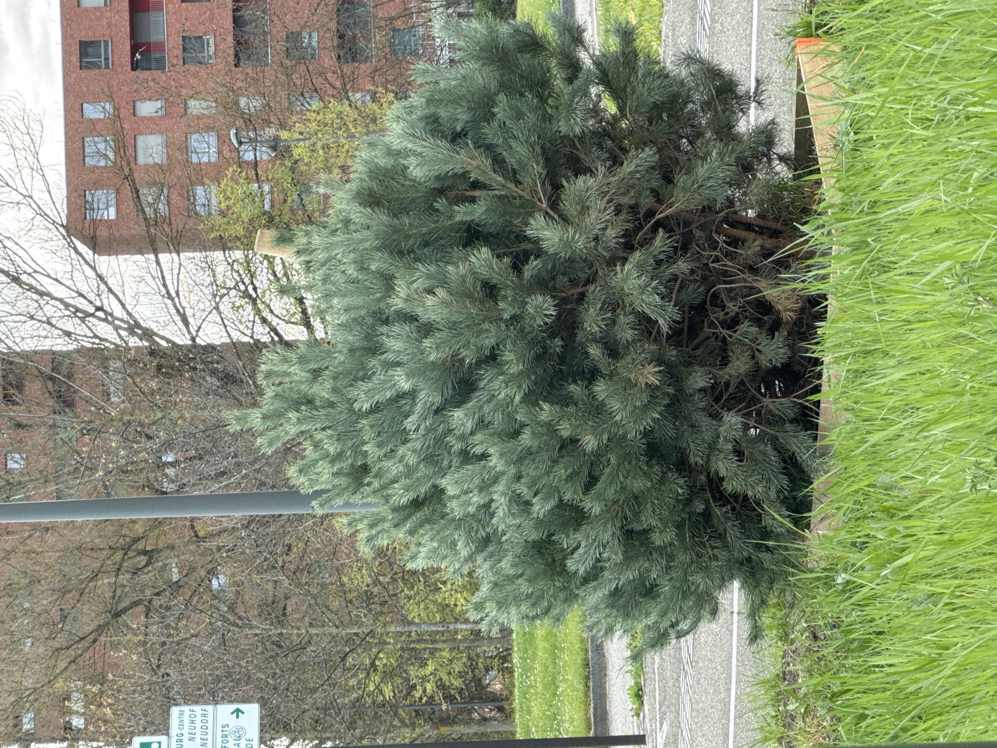 A broad, bushy pine tree sits at the edge of a paved parking area, partially encroaching onto a grassy patch. The tree's foliage is dense and a blue-green hue. In the background is a multi-story brick building with a grid pattern of windows. To the right of the tree is tall, unkempt green grass. A sign with directions for "Neudorf" and "Forts" is on a post. The scene appears to be in Strasbourg, France, based on the French signage.