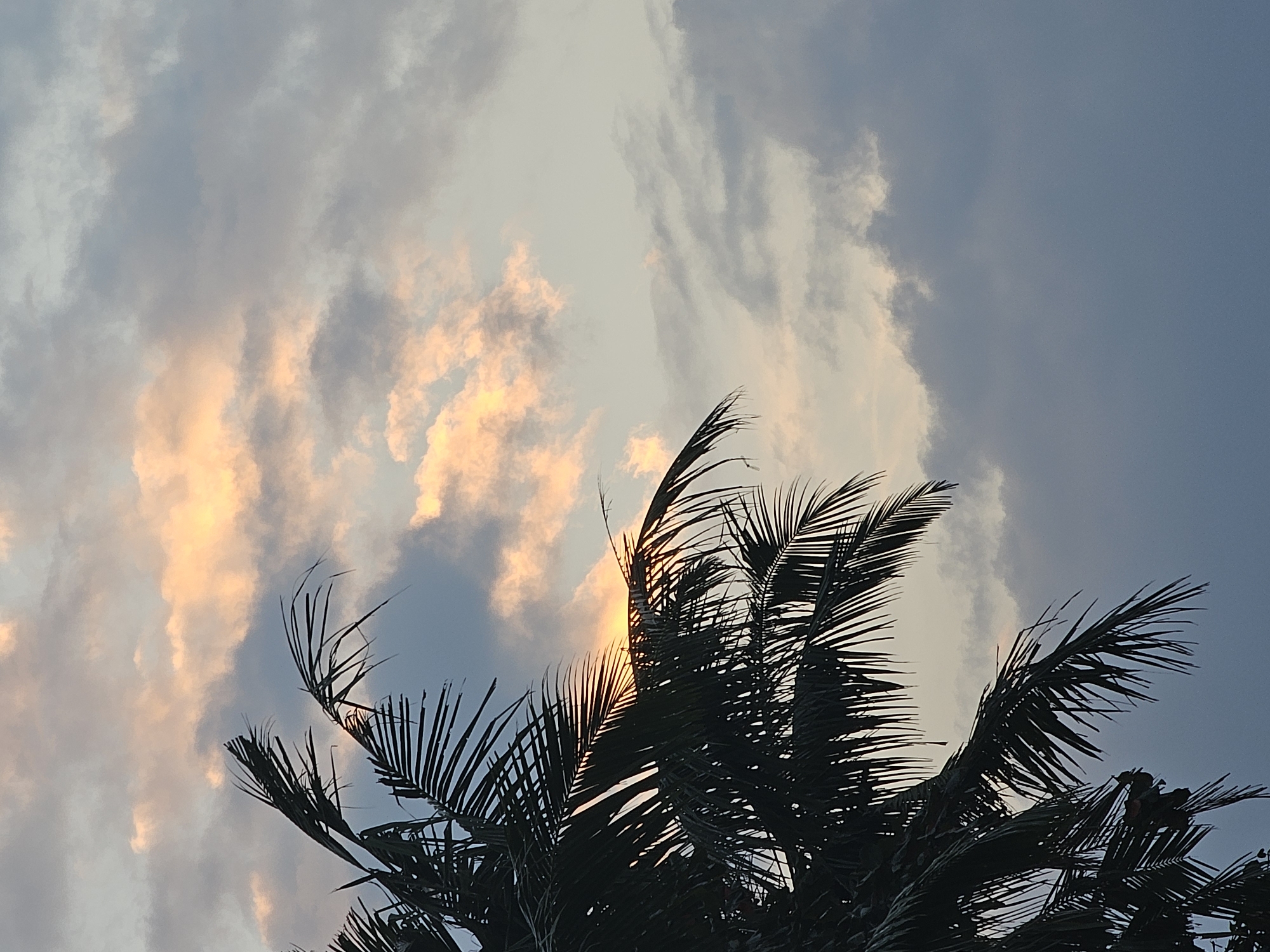 The image depicts a view of the sky in Denpasar, Indonesia, at dusk. The sky is filled with a mixture of clouds, with some illuminated by the setting sun, casting a warm, peachy glow. The lower left portion of the frame is dominated by the silhouette of palm tree fronds, their dark forms contrasting with the brighter sky. The fronds are detailed, with individual leaves visible. The overall impression is one of a tropical evening scene.