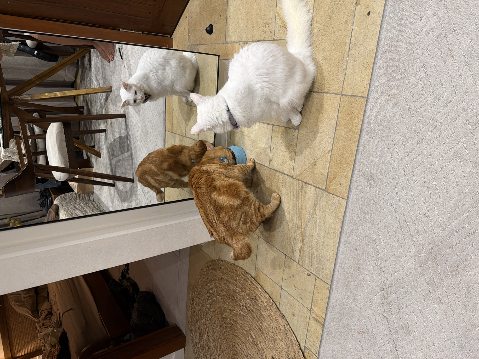 Here is a description of the image:
The scene depicts two cats eating from a blue bowl. One cat is white and wearing a purple collar, while the other is orange. The image also contains a mirror reflecting the cats, along with furniture and what appears to be a rug. The floor is tiled. A rug is also present. The location is not specified.