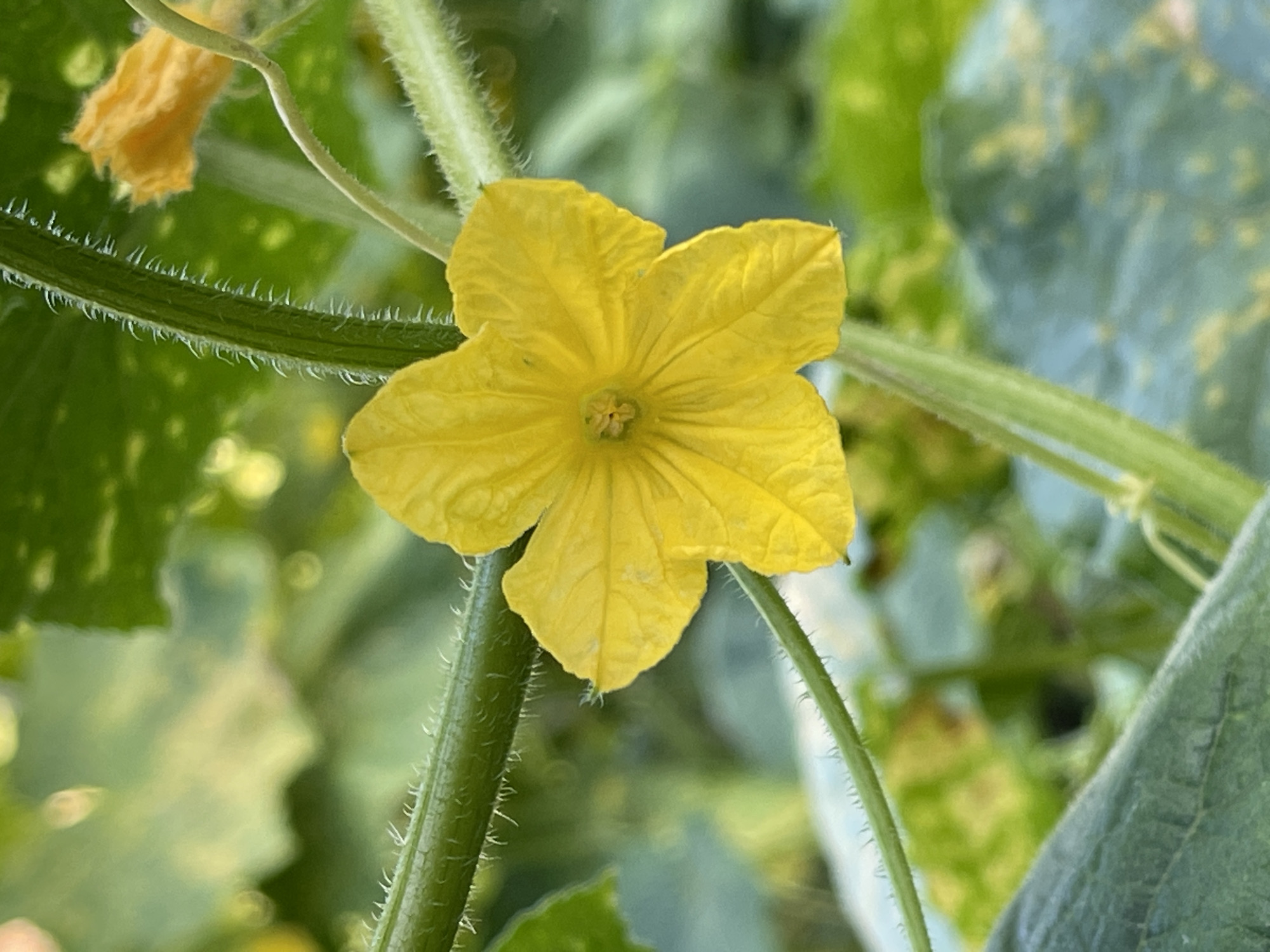 The media file is a close-up, outdoor photograph of a vibrant yellow cucumber flower. The flower is the central subject, with its five petals clearly defined and slightly unfurled, revealing a delicate structure at its center. The flower is attached to a green, fuzzy stem, which is also in focus, showing fine, hair-like structures.
The background is softly blurred, indicating a shallow depth of field. It consists of various shades of green, suggesting foliage and other parts of the cucumber plant. There are hints of other yellow elements, possibly other flowers or dying petals, also out of focus in the upper left corner. The lighting suggests it is daytime, with natural light illuminating the scene.
The overall impression is one of natural growth and detail, highlighting the beauty of a single bloom within its plant environment. No people, text, or specific events are depicted. The location context of "Средний, Russia" provides a general geographical setting for this natural scene.
