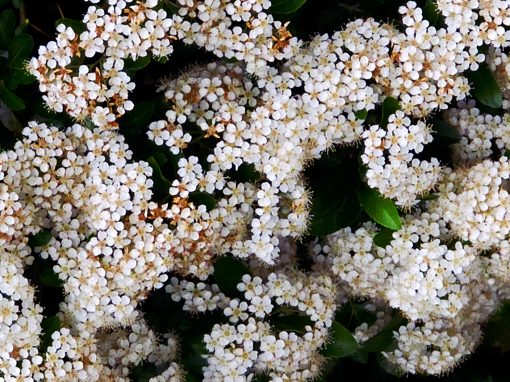 The image shows a dense cluster of small white flowers with yellowish centers, interspersed with dark green leaves. The flowers appear to be arranged in corymbs or similar inflorescences. The environment is dimly lit, suggesting the flowers are located in a shaded area, possibly a garden or a natural setting.