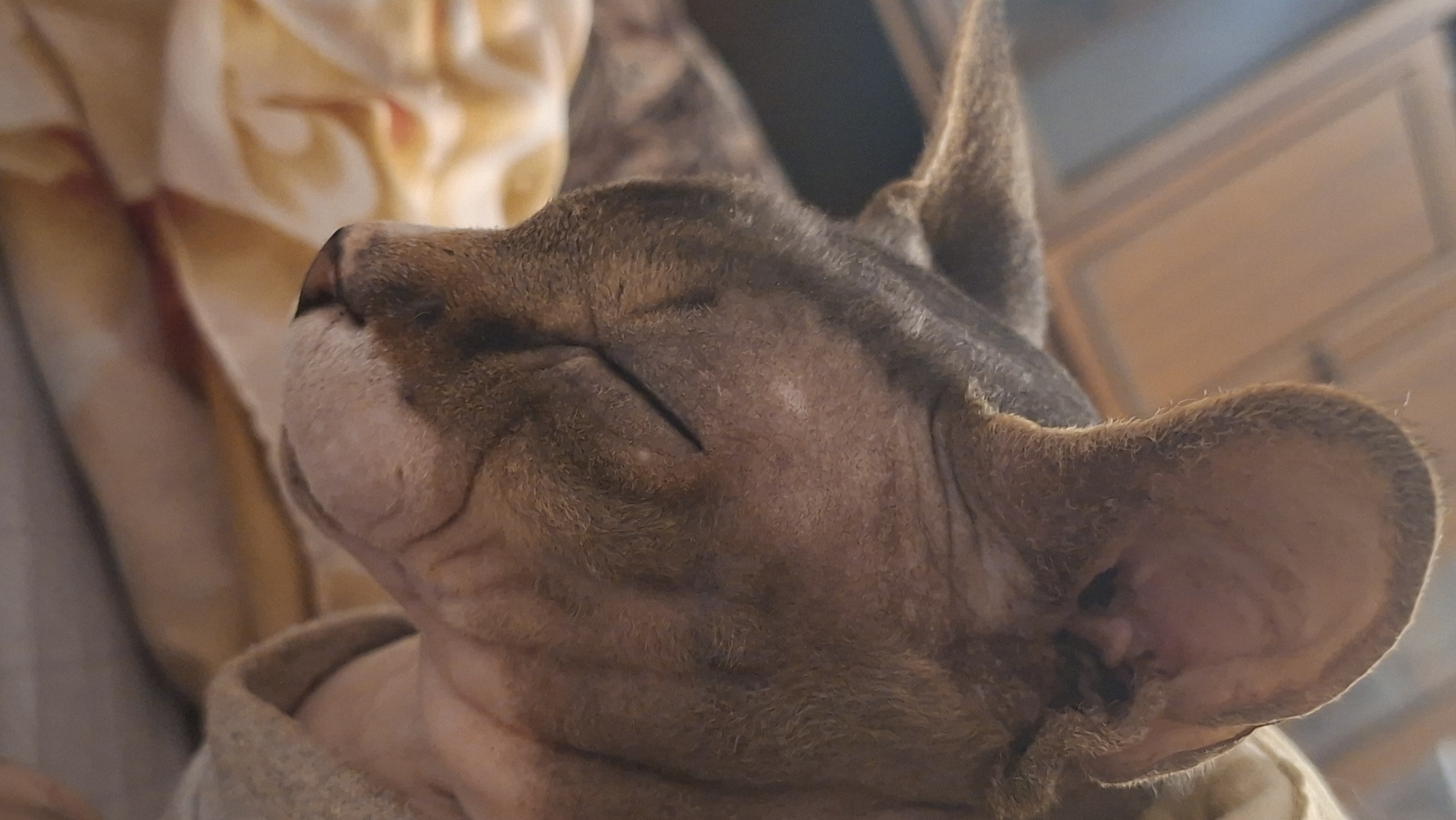 A close-up, eye-level, medium shot captures the face of a hairless cat, likely of the Sphynx breed, as it sleeps. The cat's fur is a tabby pattern of brown and grey, with darker stripes visible on its face and ears. Its eyes are closed, with thin dark lines indicating the eyelids. The cat's large ears are prominent, with fine hairs lining the edges. The animal is resting on a patterned fabric that appears to be bedding, with a yellow and white floral design visible in the foreground. In the background, blurred wooden furniture, possibly a cabinet or closet, is visible. The lighting is dim, suggesting an indoor setting. The image is focused on the cat's face and upper body. The location is not identifiable from the image itself.