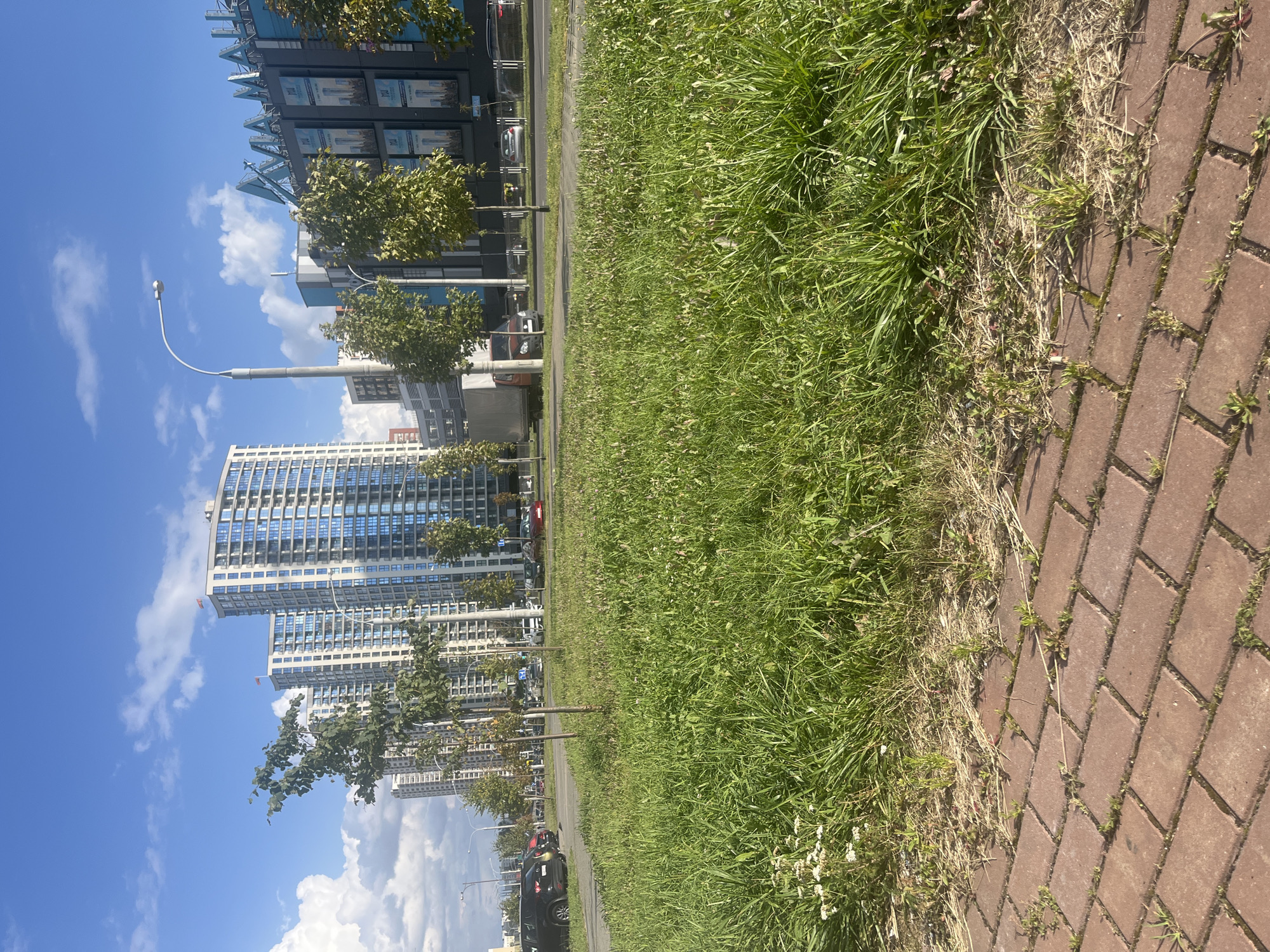 This is a daylight, eye-level, medium-range shot of a grassy area with a brick pathway in the foreground, situated in front of a street with traffic and modern buildings. The scene is located in Minsk, Belarus, possibly near the Minsk Marriott Hotel, given the architectural style of the buildings.
In the foreground, a brick pathway, laid in a basket-weave pattern, occupies the lower left quadrant of the image. The bricks are a reddish-brown color and show some signs of wear and minor plant growth between them. Immediately behind the pathway is a wide expanse of green grass, which appears somewhat unkempt and overgrown with some patches of dry grass and small, light-colored wildflowers. Young trees with thin trunks and green leaves are sparsely planted throughout this grassy area, creating a naturalistic setting.
Beyond the grassy area is a multi-lane street with several vehicles driving and parked. On the right side of the street, a large, modern building with a dark facade is visible, featuring a prominent sign that appears to read "AVIA MALL" and several large advertisement panels displaying images of skyscrapers. To the left of this mall, a series of tall, contemporary apartment buildings with curved facades and numerous blue-tinted windows dominate the skyline. These buildings have a sleek, modern aesthetic. The sky is a vibrant blue with scattered white, fluffy clouds. Streetlights are visible along the street.
The overall impression is one of an urban environment where a green space is integrated with modern architecture and infrastructure. There are no people clearly visible in the frame. The lighting suggests it is a sunny day, possibly late morning or early afternoon.