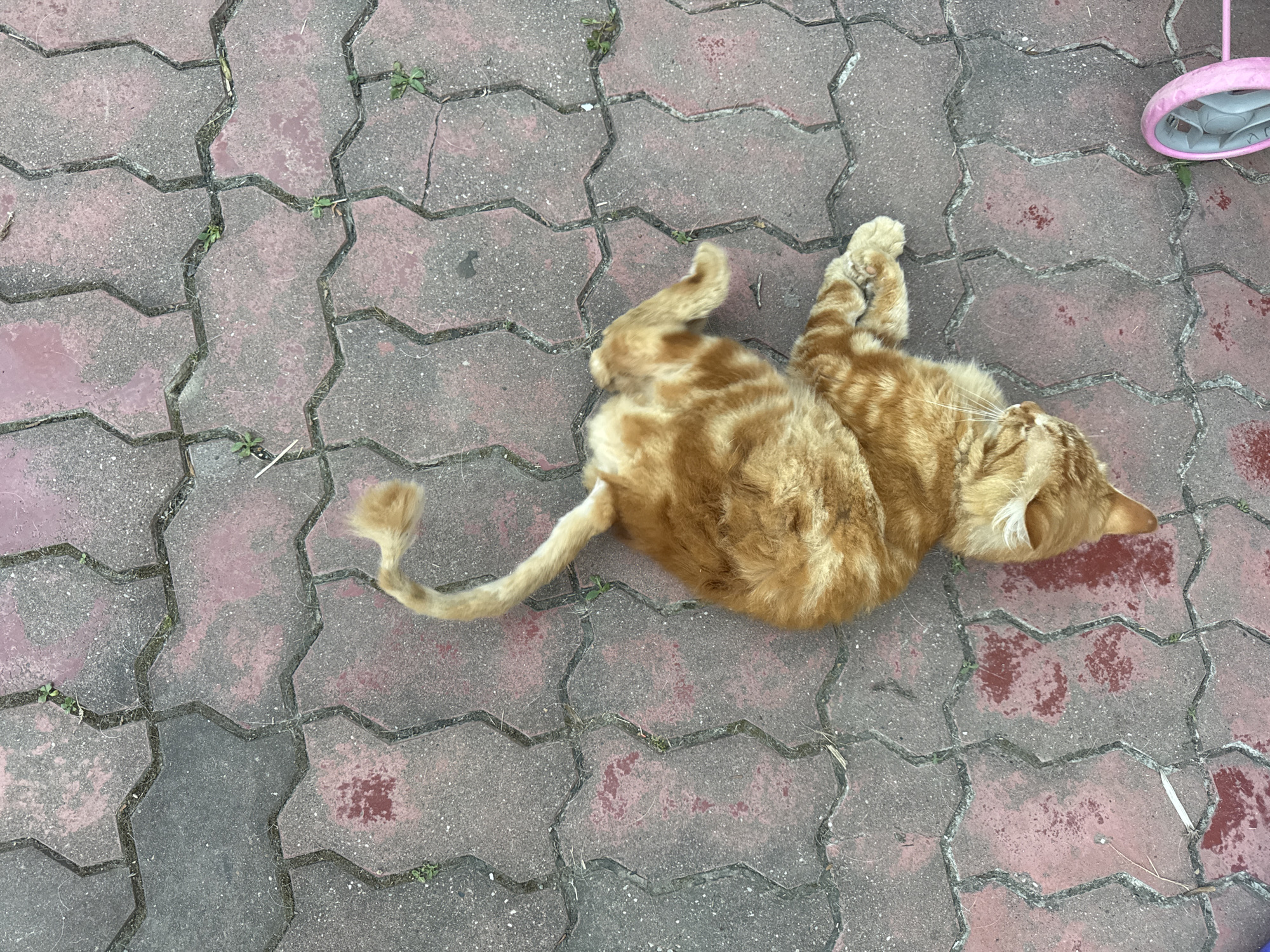 An overhead, eye-level shot captures an orange tabby cat lying on its back on interlocking brick pavers. The cat's fur is a mix of light and dark orange stripes, and its tail curls upwards. The cat's eyes are closed, and its mouth is slightly open, suggesting it is relaxed or asleep. Small green weeds sprout from the cracks between the bricks. In the bottom right corner of the frame, a pink and gray plastic wheel, likely from a child's toy or stroller, is partially visible. The scene appears to be outdoors, possibly in a public space like a park or sidewalk in Vesyoloye, Russia, given the overcast lighting and the presence of natural elements like weeds.