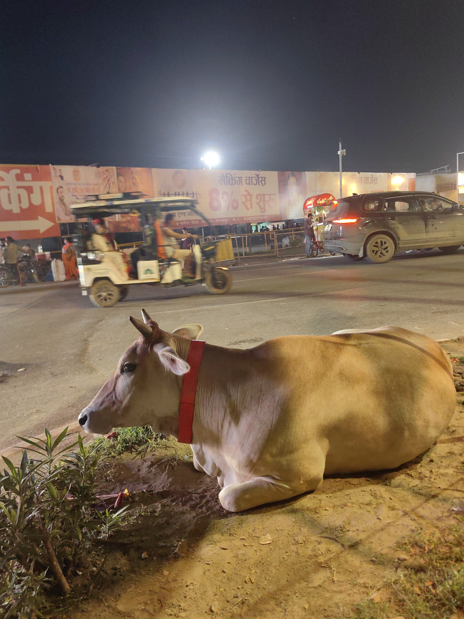 A brown cow with a red collar is lying down on the side of a road in Gorakhpur, India, near a busy street. The cow is in the foreground, with its head turned to the left, and its body taking up most of the right side of the image. Behind the cow, traffic is visible, including a three-wheeled auto-rickshaw with passengers and a dark-colored car. In the background, there are advertisements on a wall, illuminated by streetlights. The overall scene appears to be set at night, with artificial lighting creating a warm glow on the ground and subjects.