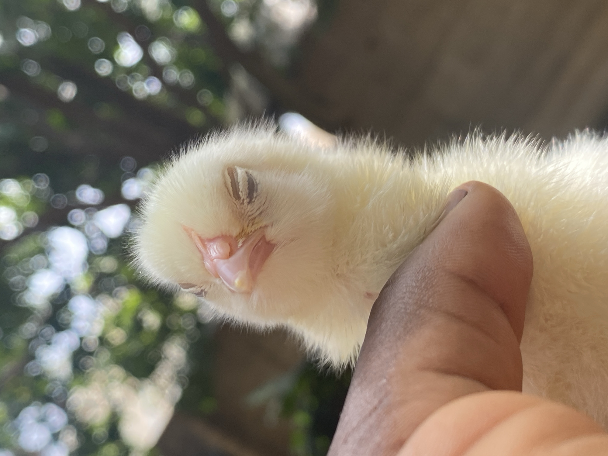 A close-up shot captures a person gently holding a fluffy, light yellow chick or duckling against a blurred background of green foliage and bright bokeh lights. The chick, possibly a duckling due to its wide beak, is very young and covered in soft, downy feathers. Its eyes appear closed, suggesting it might be resting or sleeping peacefully in the hand. Its beak is slightly open, revealing the delicate pink interior, and a small, lighter-colored bump, likely an egg tooth, is visible on its upper beak.
The hand holding the chick has a medium-toned complexion, with only a few fingers visible, indicating a secure and gentle grip. The background is a soft blur of green and white, characteristic of sunlight filtering through leaves, creating circular bokeh effects. This suggests an outdoor setting, likely a garden or natural environment in Maigizo, Nigeria, during the daytime with clear or partly cloudy weather. The image conveys a sense of tenderness, care, and the innocence of new life. No text is visible in the image.