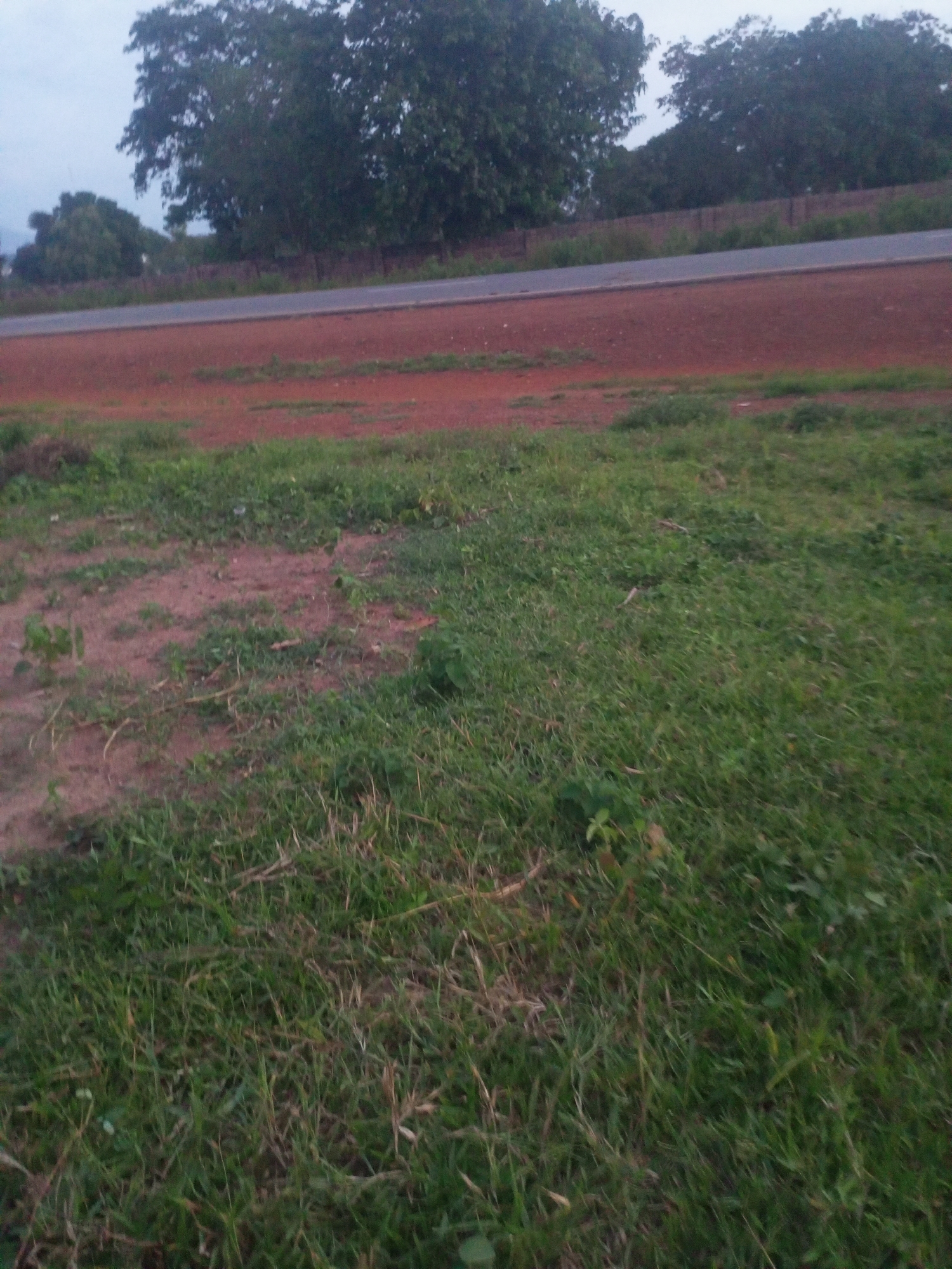 This is a ground-level, eye-level, medium shot of a dusty, reddish-brown area with patches of dry grass and green vegetation. In the background, a paved road runs horizontally across the frame, bordered by the reddish soil on the near side and a low, dark-colored fence or wall on the far side. Beyond the fence, there are several large, dark green trees with dense foliage. The sky above is overcast and pale. The scene depicts a natural environment with evidence of human infrastructure (the road and fence) in an area that appears to be on the outskirts of a settlement. The location is identified as Takum, Nigeria.
