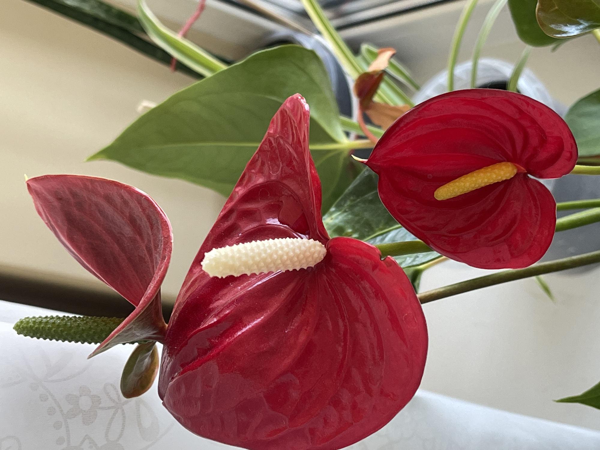 The image displays two vibrant red anthurium flowers in bloom. The larger flower is positioned on the left and slightly higher, showcasing a glossy, heart-shaped spathe and a creamy white spadix. A smaller anthurium, also red with a yellow spadix, is situated below and to the right of the larger one. In the background, out-of-focus green leaves of other houseplants are visible, along with a light-colored textured surface, possibly a curtain or wall covering. The scene is indoors, with soft lighting suggesting a domestic environment. The location in Minsk, Belarus, is not ascertainable from the image's visual content.