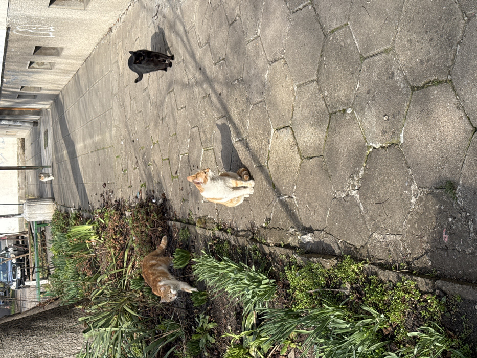 A daytime scene depicts a worn urban sidewalk alongside a planted strip and a building in Sofia, Bulgaria. The sidewalk is paved with weathered, hexagonal grey concrete tiles exhibiting cracks and minor organic growth. To the left, a narrow garden bed contains dark soil and numerous emerging green plants. An orange and white cat walks on the soil, facing partially towards the viewer. Adjacent on the sidewalk, a second orange and white cat sits, facing right but looking left. Further down the sidewalk, a black cat walks towards the viewer. In the distant background, a fourth tabby cat walks away on the same sidewalk.
To the right, a light-colored building with a textured facade features several square, recessed openings and visible graffiti on its upper section. A large tree trunk is partially visible on the far left, bordering the garden bed. In the background, beyond the garden strip, a dark luxury sedan (identifiable as a Bentley) is parked or slowly moving on a paved street. A concrete bollard and a portion of a green park bench are also visible in the background near the street. The scene is illuminated by strong sunlight, casting distinct, elongated shadows on the sidewalk.