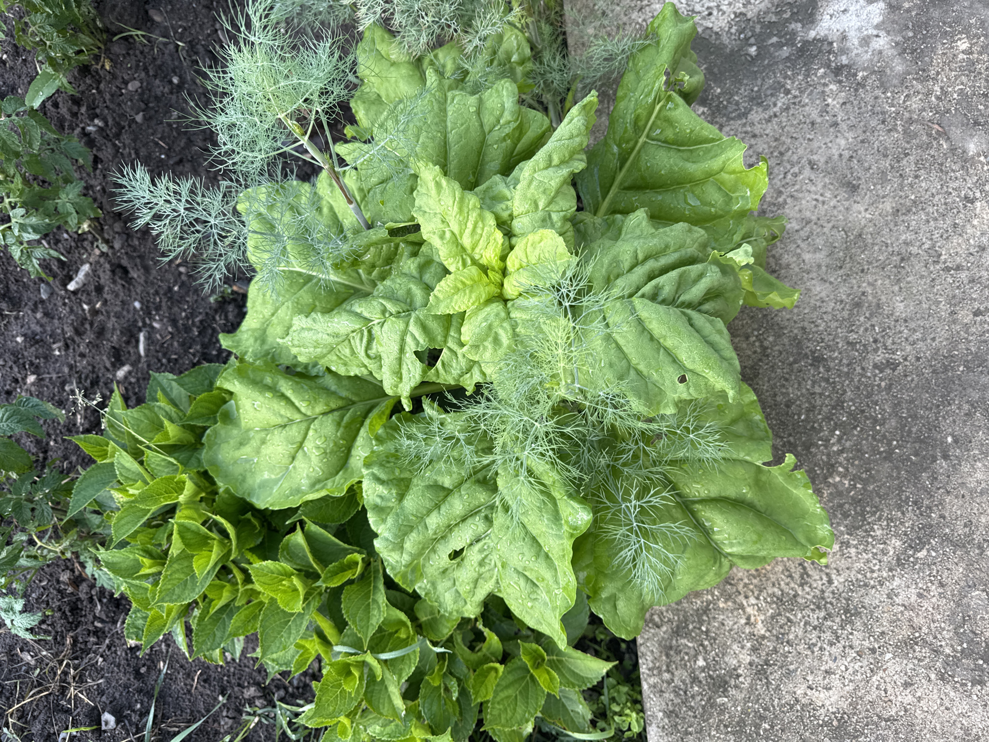 The image shows a close-up view of a garden bed. In the foreground, large, green, wet leaves are prominent, with some fronds of dill growing among them. Behind these leaves, to the left, are smaller, bright green leaves of what appears to be a hydrangea. The background consists of dark soil with some plant stems and leaves visible. The garden bed is bordered by a rough, grey concrete surface on the bottom and right. There are no people or animals present in the image. The scene appears to be outdoors in a garden environment.