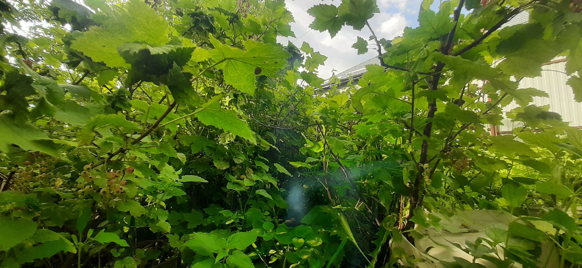 A dense thicket of green foliage, likely comprising currant bushes due to the presence of small, unripe berries, dominates the foreground of this image, taken from a low angle. The leaves are varied in size and shape, with some large, lobed leaves prominently displayed. Sunlight filters through the canopy, creating dappled light and shadow. In the background, glimpses of a building with a light-colored, corrugated metal siding and a sloped roof are visible, suggesting an outdoor setting in an urban or suburban area. The sky above is partly cloudy. A faint, wispy blue-gray plume, possibly smoke or mist, is present in the mid-ground. The image is likely taken in Yessentukskaya, Russia, given the context. No people or specific actions are depicted.