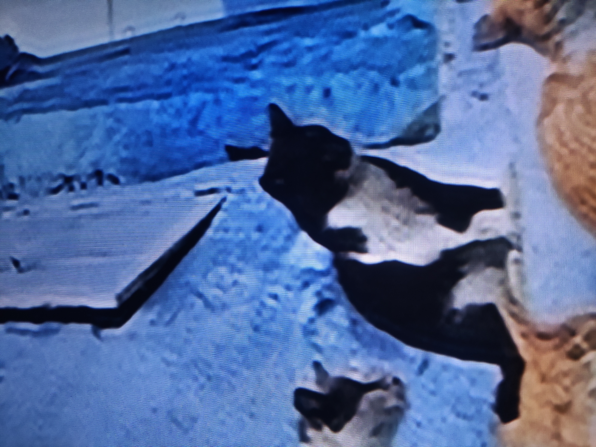 The image captures an outdoor winter scene, possibly in Pavlodar, Kazakhstan, primarily featuring several cats on a blue and white ground. The most prominent subject is a black and white tuxedo cat, located in the central part of the frame. Its head is oriented towards the left, and its body extends diagonally to the lower right, suggesting it is lying down or resting. The cat's fur shows distinct black patches on its head and body, contrasted with white areas.
To the right, partially visible on the edge of the frame, is another cat, appearing to be light brown or ginger in color, with a textured fur coat. Only a portion of its head and upper body is visible. In the lower-center, a third indistinct form, possibly another cat or part of the central cat, is faintly discernible.
The ground beneath the cats is predominantly blue and white, with a textured appearance indicative of snow or ice, suggesting cold weather. The overall color scheme is cool, dominated by blues and whites, with some warmer tones from the ginger cat. The entire image exhibits distinct horizontal scan lines, suggesting it is a photograph of a screen, possibly an old television or video display, contributing to a somewhat pixelated and blurry quality. No specific time of day can be determined from the lighting, and there is no visible text in the image. The cats appear calm and relaxed in their snowy environment.