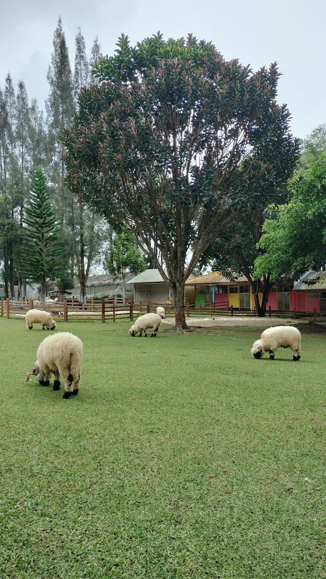 A flock of sheep grazes on a grassy field in front of a wooden fence. In the background, several colorful buildings with pitched roofs are visible. Tall trees with lush green foliage surround the area, and a large tree with dark green leaves stands prominently in the center of the scene. The sky is overcast.