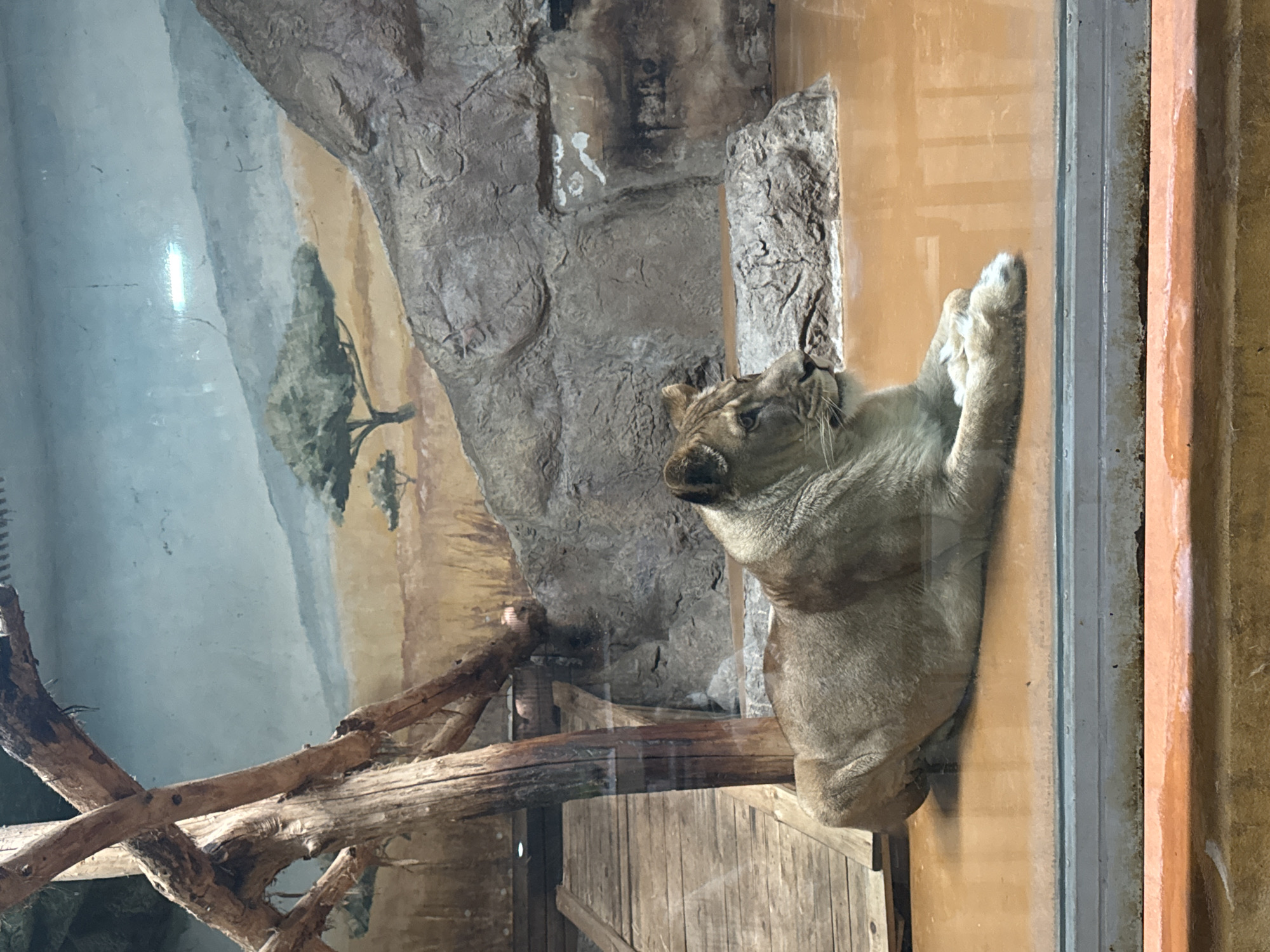 The image displays an adult lioness resting within an animal enclosure at the Sofia Zoo in Sofia, Bulgaria. The lioness, exhibiting light brown to sandy coloration, is lying prone on a flat, reflective reddish-brown floor, positioned centrally in the frame. Its head is slightly raised, facing towards the right, and its front paws are crossed.
The enclosure incorporates several elements: a prominent, multi-branched natural wood structure dominates the left side, extending vertically and horizontally. Behind this, a wooden ramp or platform ascends. On the right and center-background, an artificial, textured grey rock formation is present. The rear wall features a painted mural depicting a savannah landscape, complete with a light blue sky, distant blue-grey mountains, a flat, dry, yellowish-brown terrain, and scattered acacia-like trees. A small, irregular pool of reddish-brown liquid is visible on the floor near the rock formation.
The scene is viewed through a clear glass barrier, indicated by reflections and a grey horizontal frame at the bottom, beneath which an orange-brown ledge is visible. No human individuals are present within the enclosure or directly visible interacting with the scene.