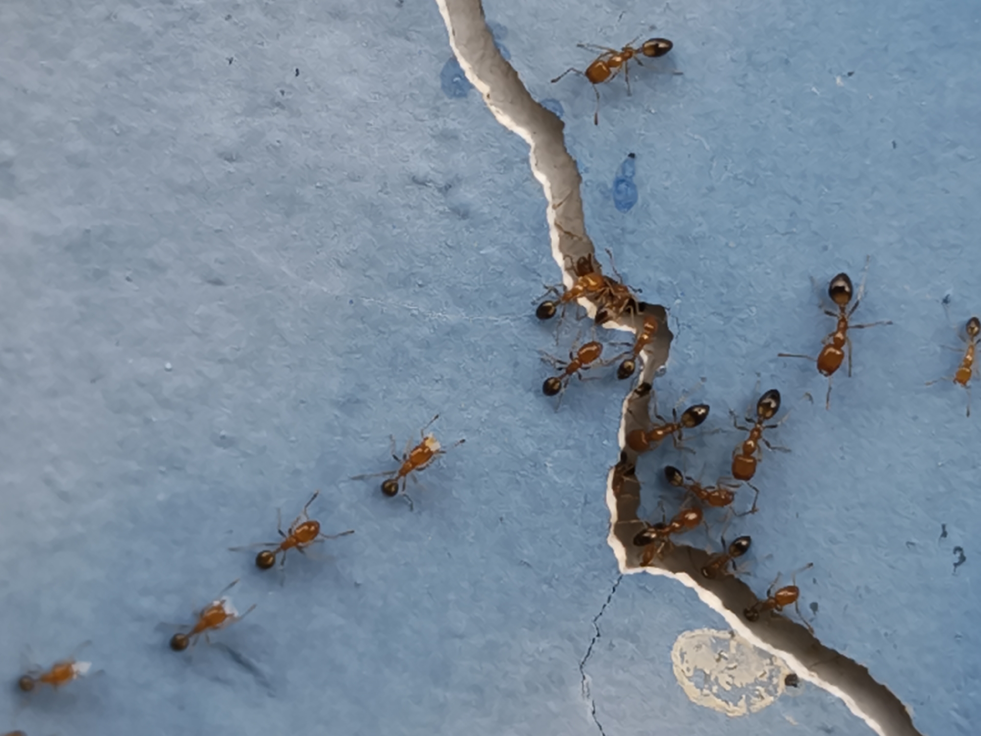 This is a close-up, eye-level, high-angle shot of a group of ants on a textured blue surface, likely a wall or pavement with a crack. The ants are small, reddish-brown to orange in color, with visible segmented bodies and antennae. They are scattered across the surface, with some clustered near the crack, suggesting activity or movement into or out of the crevice. The lighting is even, highlighting the detail of the ants and the textured surface. The context of Petiken, Indonesia, suggests a potentially warm and humid environment conducive to ant activity. There are no people or other discernible living creatures in the frame. The overall impression is one of natural insect behavior in an urban or suburban setting.