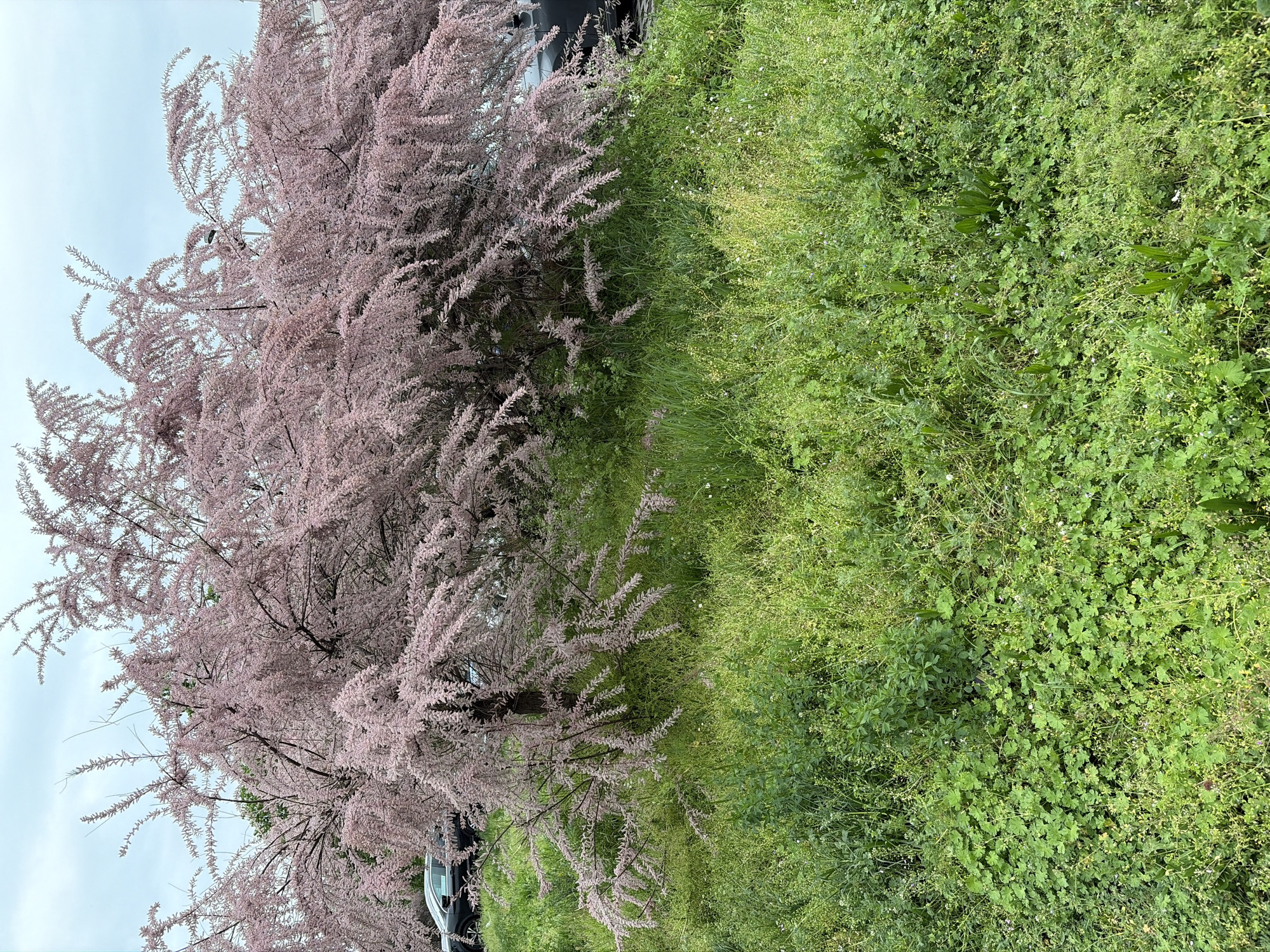 This image captures an outdoor scene dominated by a large, pink-flowering tree and lush green ground cover under an overcast sky.
On the left side of the frame, a mature tree, likely a Tamarix or Tamarisk, is in full bloom. Its numerous delicate branches are densely covered with tiny, light pink blossoms, creating a soft, feathery texture against the sky. The tree's intricate branch structure is visible through the mass of flowers.
To the right, the ground is covered with a thick carpet of various green plants. This includes areas of fine-bladed grass mixed with broader-leaved plants, some of which are dotted with tiny white flowers. The ground cover appears dense and healthy.
In the lower left corner, partially obscured by the tree's foliage, a small portion of a white car is visible, including part of its side and a wheel. Further in the background, a darker vehicle can also be faintly seen. The sky, which forms the upper background for the tree, is a soft, light grey-blue, indicating an overcast or cloudy day without direct sunlight.
The scene depicts a peaceful natural setting, possibly in a park or along a roadside. No specific activity or event is taking place; it is a static landscape view. The time of day appears to be daytime, given the general illumination, but the overcast conditions prevent a more precise determination. The image portrays a serene moment in Belgrade, Serbia. There is no visible text.