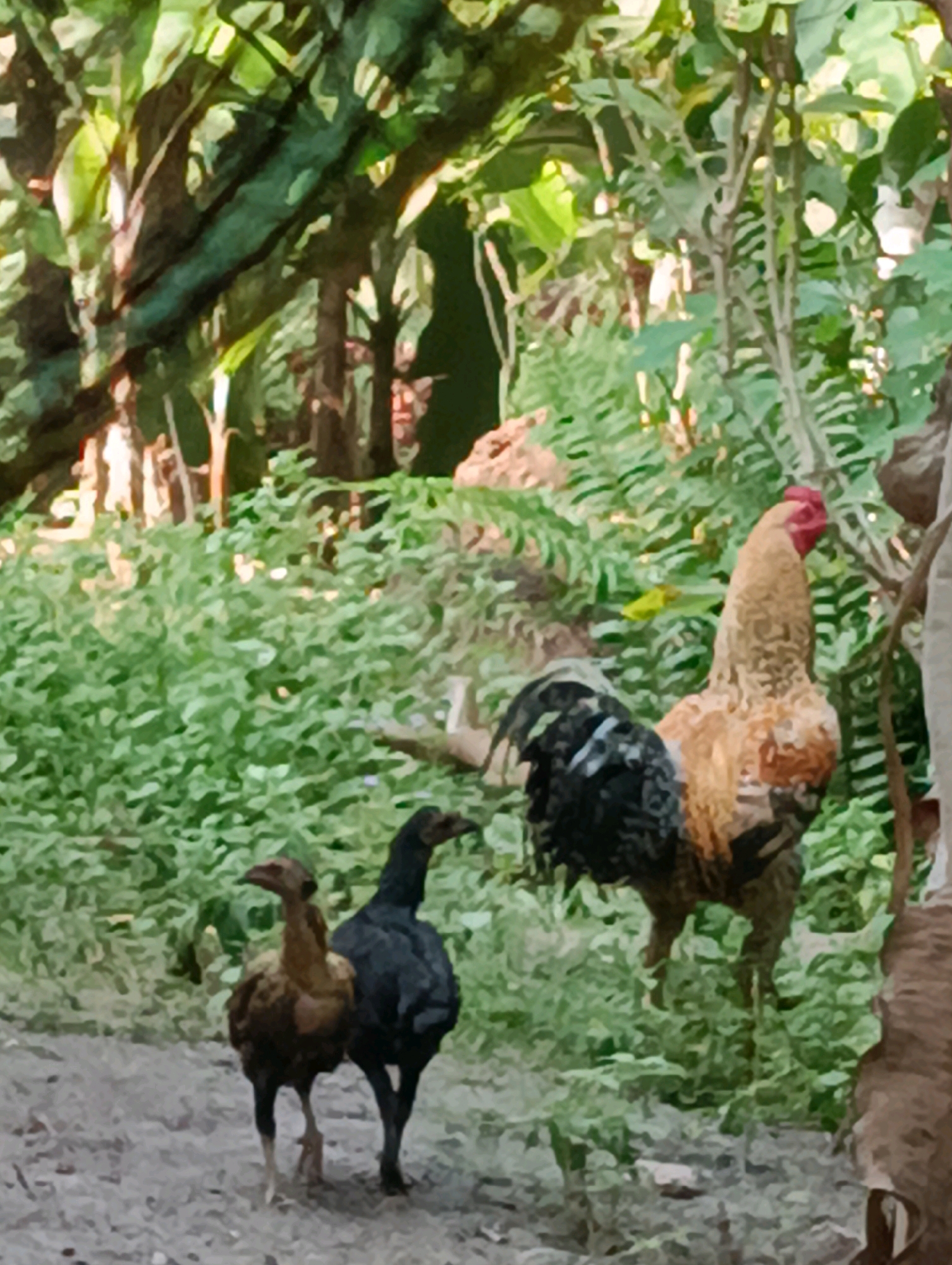 In an outdoor, natural setting with dense foliage, a rooster stands to the right of the frame, facing away from the camera. The rooster has brown and black plumage, with a red comb and wattle. To the left of the rooster, two chickens are positioned closer to the foreground. One chicken is brown, and the other is black. They are walking on a dirt path. The environment is lush and green, suggesting a rural or jungle-like area. The lighting suggests it is daytime.