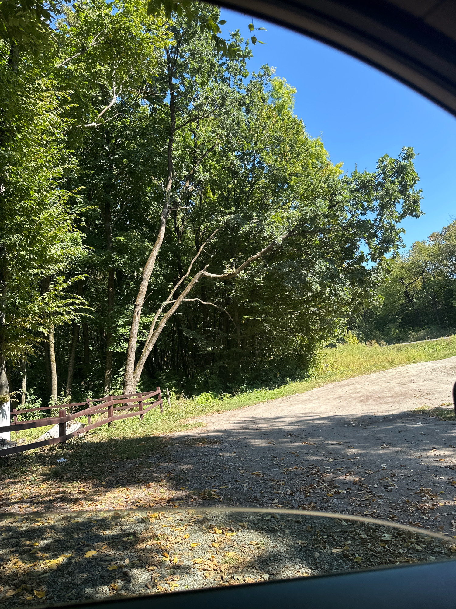 The image depicts a natural outdoor scene, possibly on the outskirts of Shatava, Ukraine, characterized by lush greenery and a clear blue sky. In the foreground, a gravel road curves gently, with scattered dry leaves on its surface, suggesting an autumnal or late summer setting. To the left of the road, a wooden fence runs along the edge of a wooded area. The trees are dense and predominantly green, with some showing hints of yellowing foliage. A distinctive, slender tree with several branches extending horizontally stands out in the mid-ground, leaning towards the road. The background reveals more dense forestation and a sunlit grassy slope on the right side. The perspective suggests the photograph was taken from within a vehicle, looking out through a window, as indicated by the dark frame at the top and bottom edges of the image. There are no people visible in the scene.